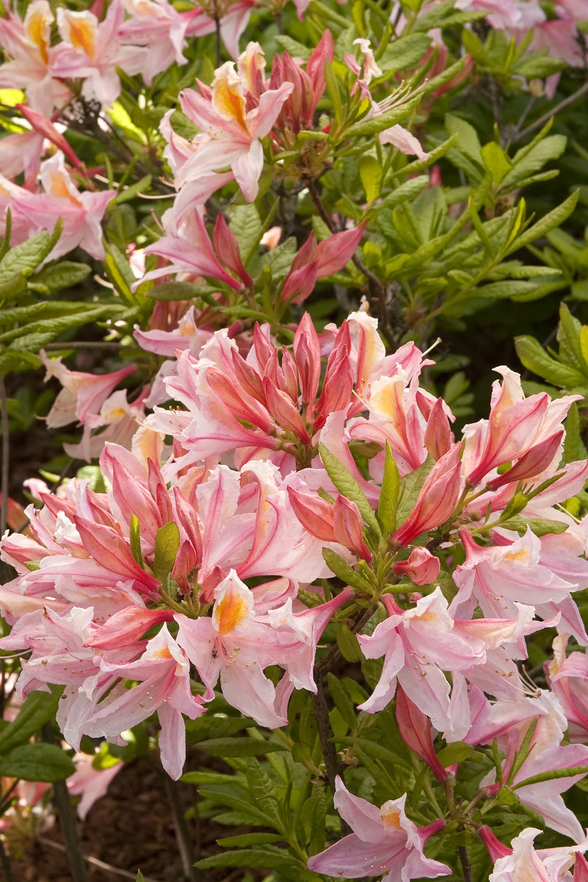 Irene Koster Azalea 3 Irene Koster Azalea