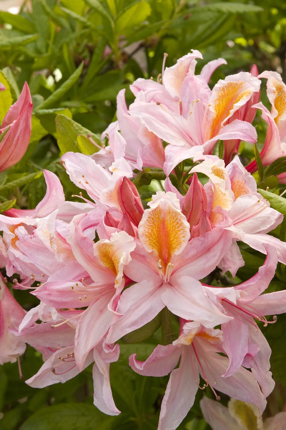 Irene Koster Azalea 4 Irene Koster Azalea