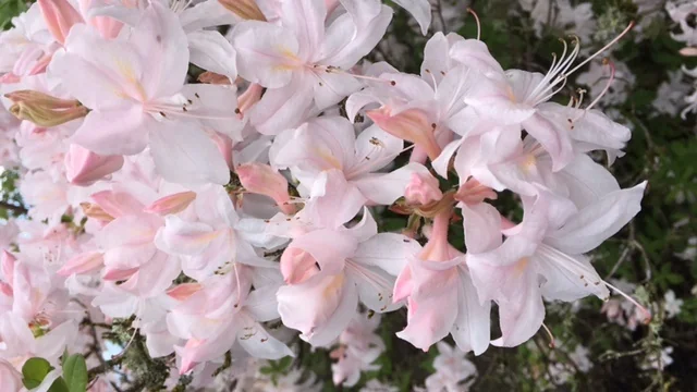 Irene Koster Azalea 5 Irene Koster Azalea