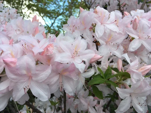 Irene Koster Azalea 6 Irene Koster Azalea