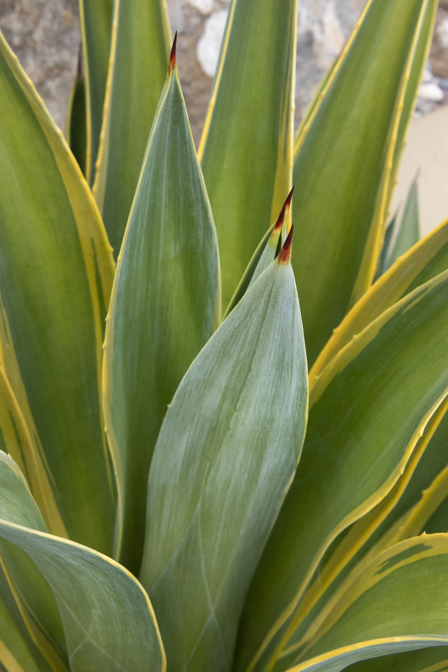 Variegated Dwarf Smooth Agave 4 Variegated Dwarf Smooth Agave