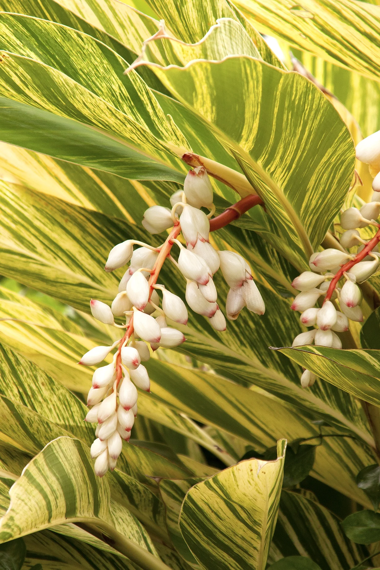 Variegated Shell Ginger