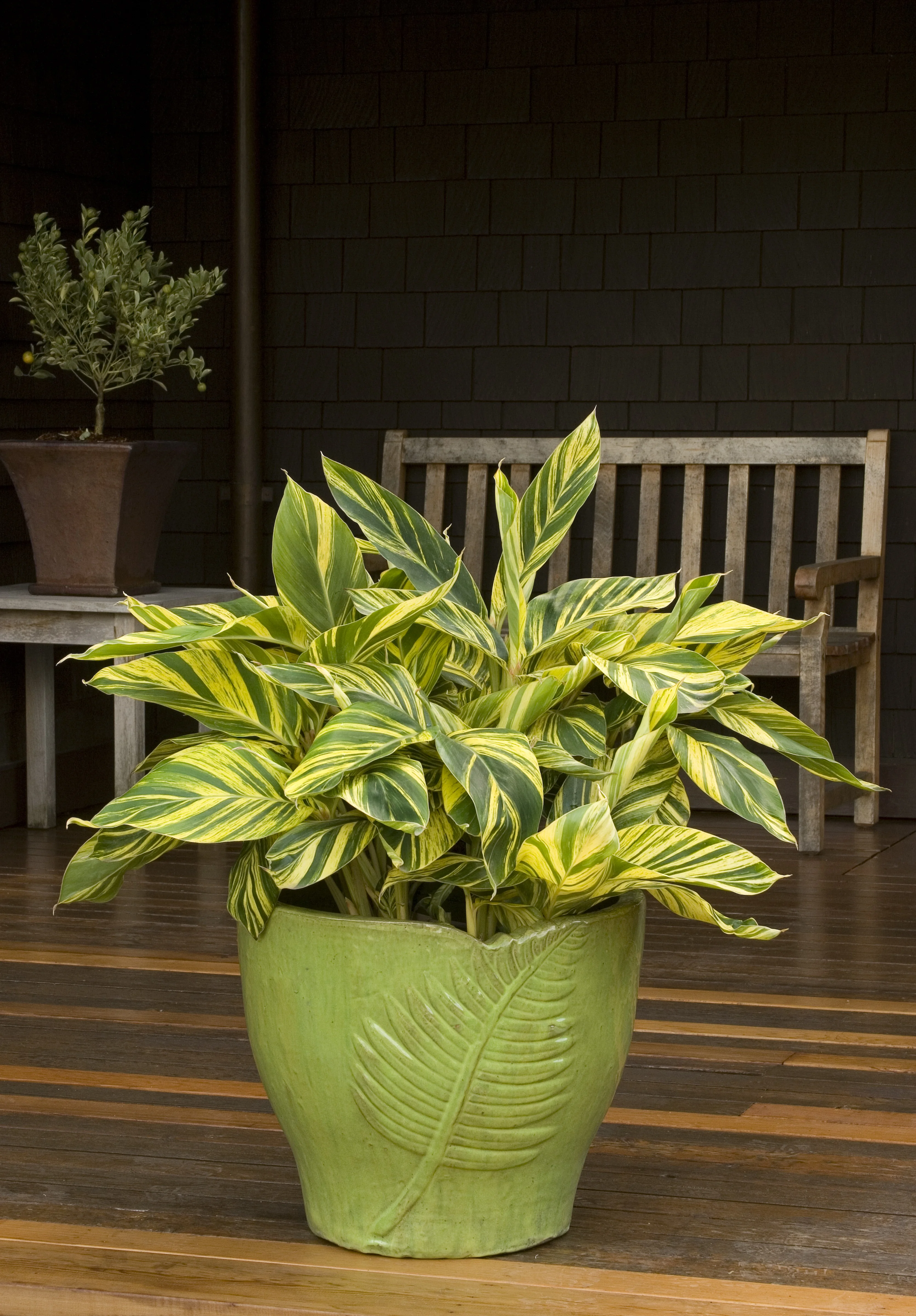 Variegated Shell Ginger 2 Variegated Shell Ginger
