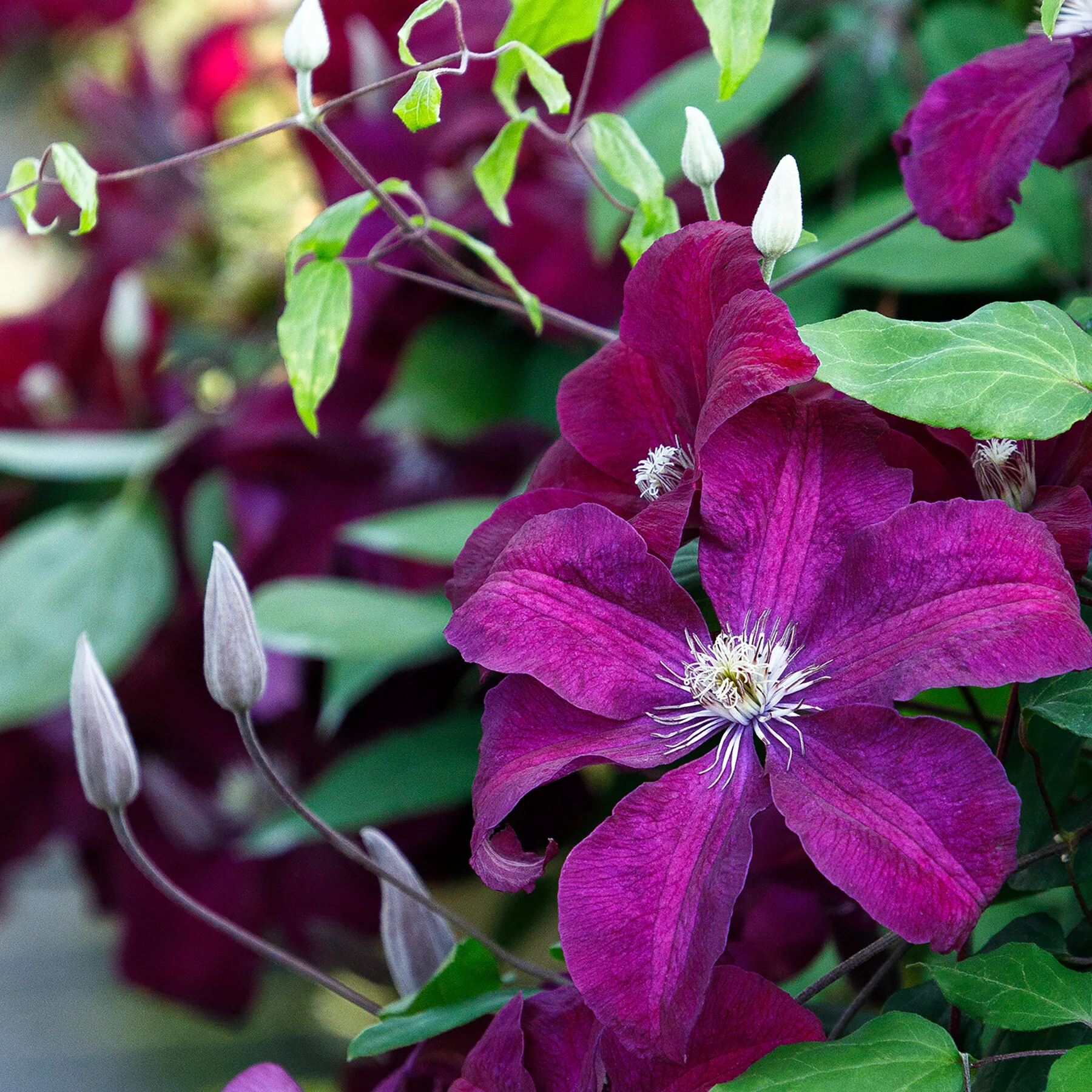 Rouge Cardinal Clematis 1 Rouge Cardinal Clematis