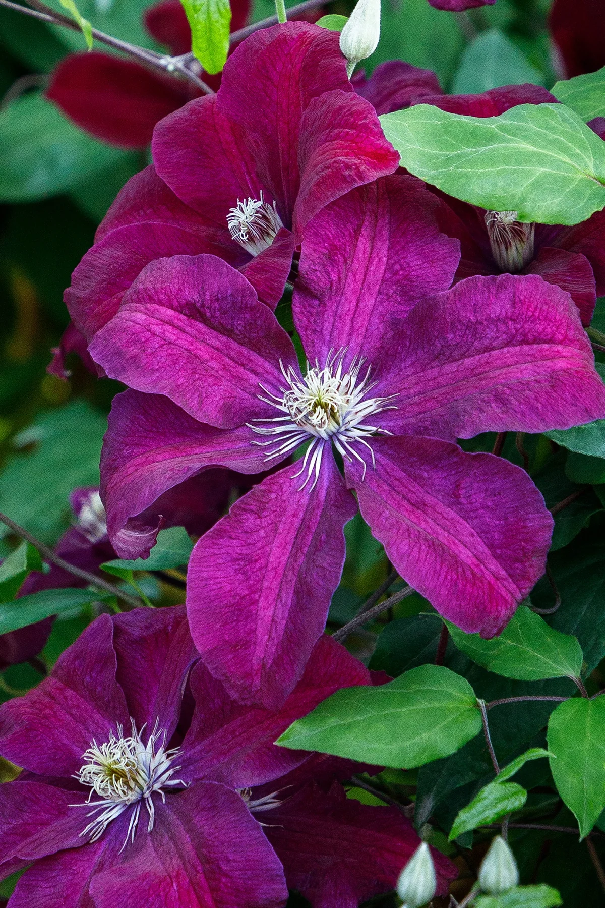 Rouge Cardinal Clematis 2 Rouge Cardinal Clematis