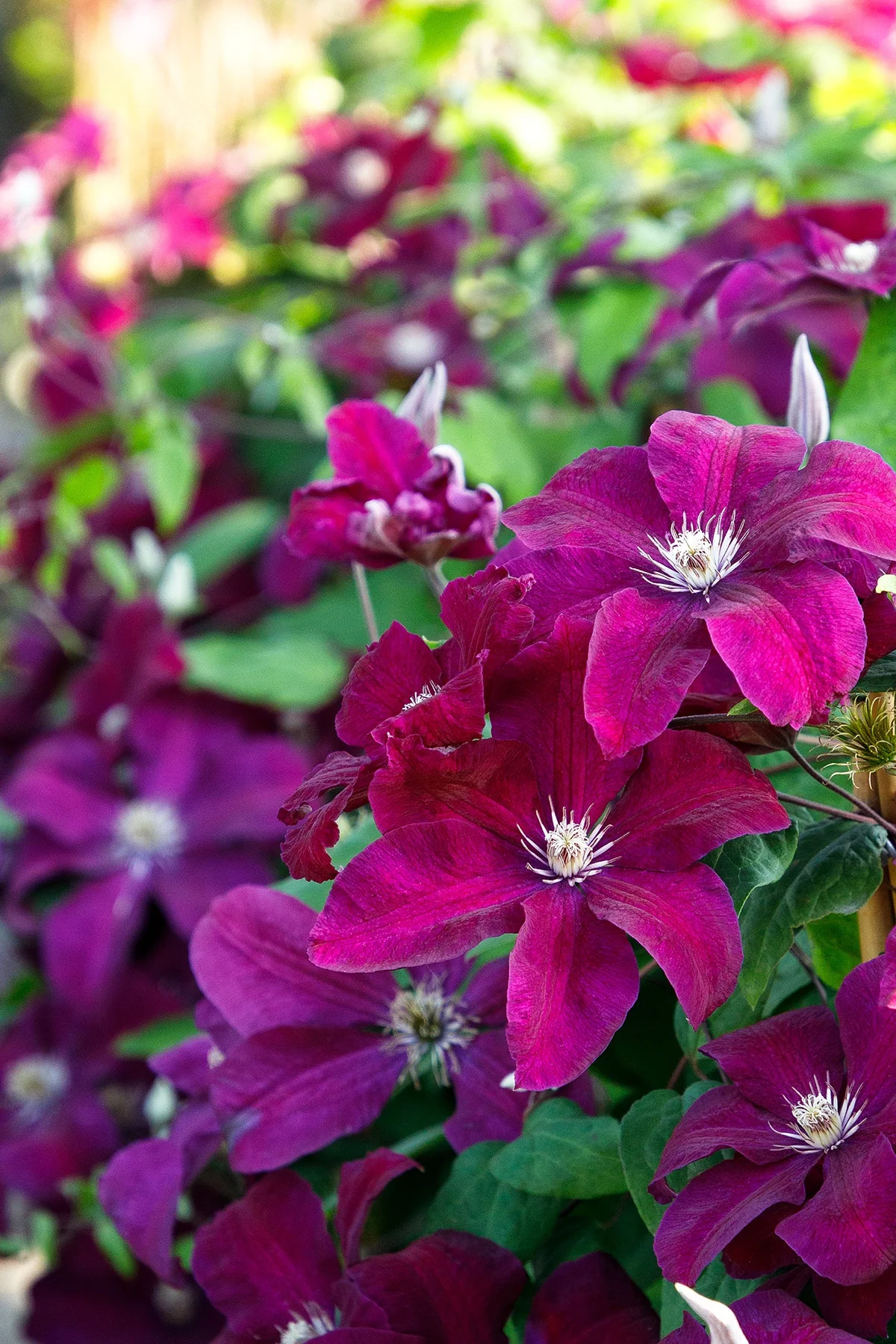 Rouge Cardinal Clematis 3 Rouge Cardinal Clematis