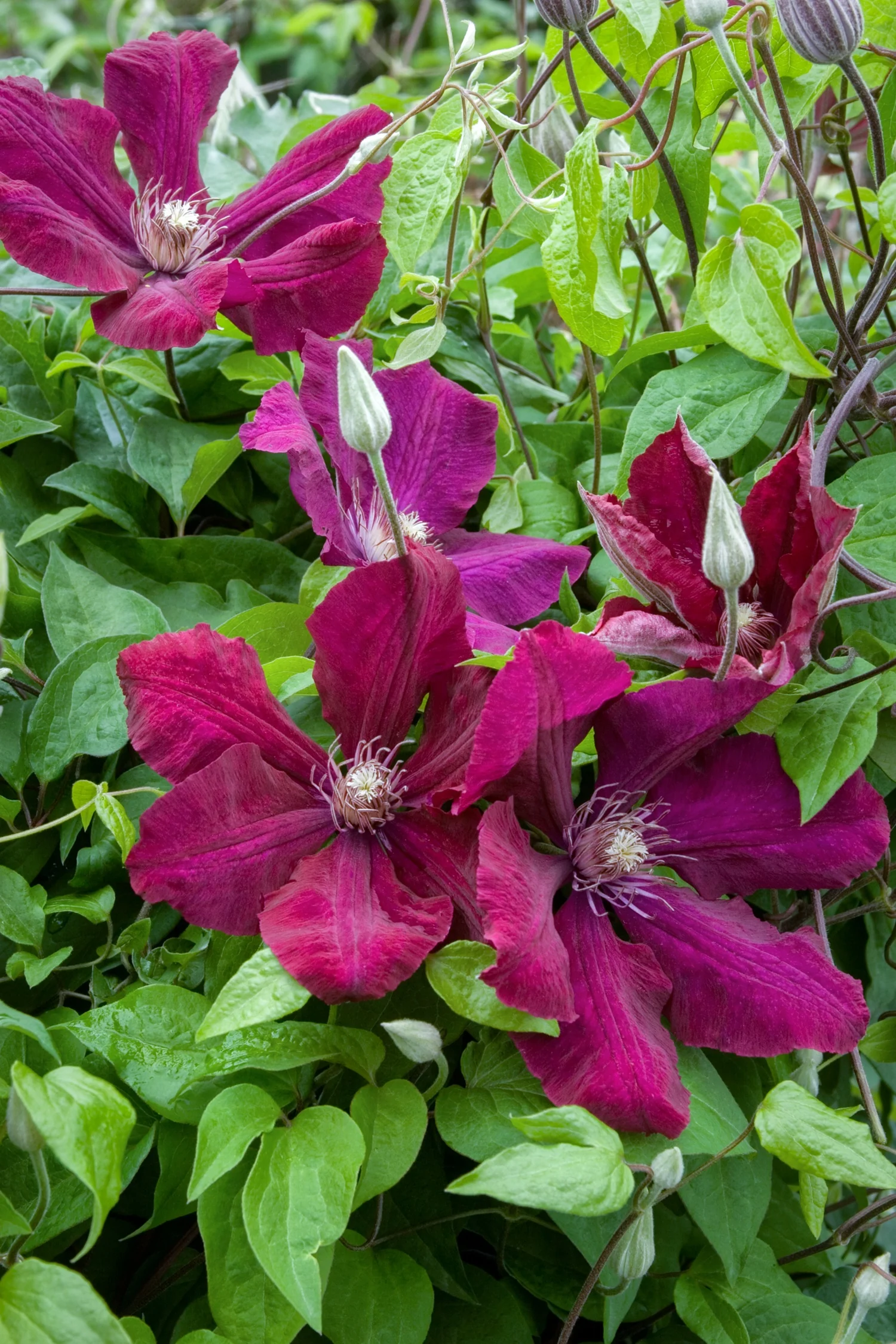 Rouge Cardinal Clematis 4 Rouge Cardinal Clematis
