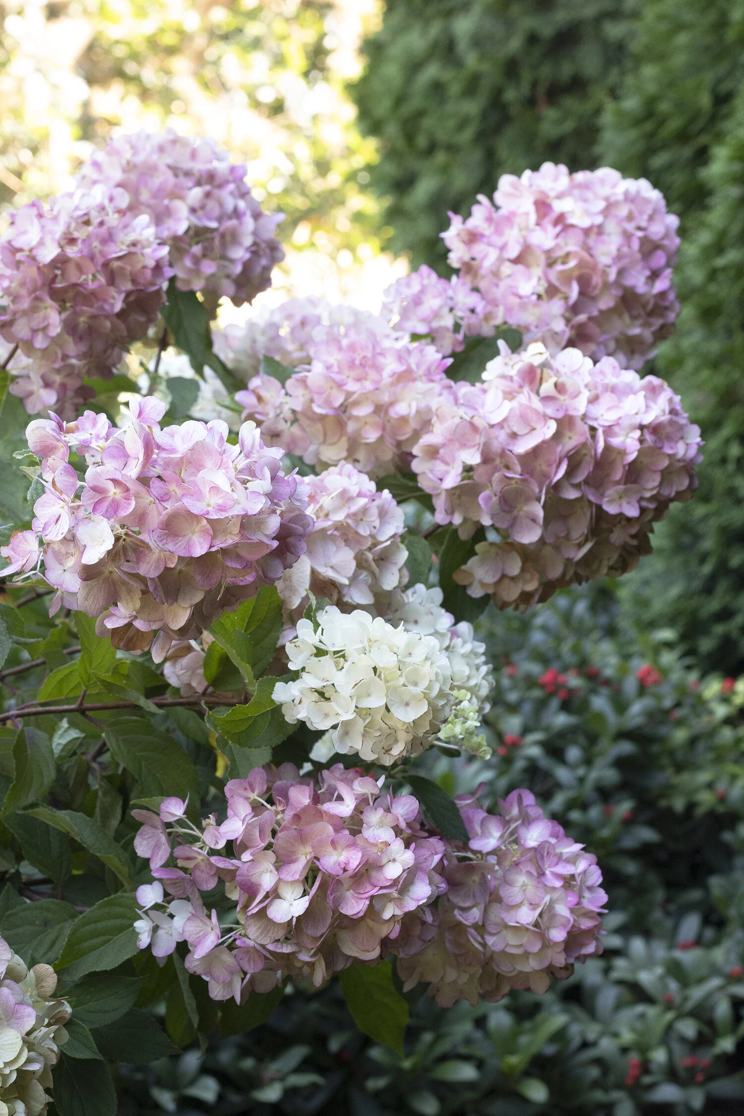 Strawberry Shake™ Hydrangea