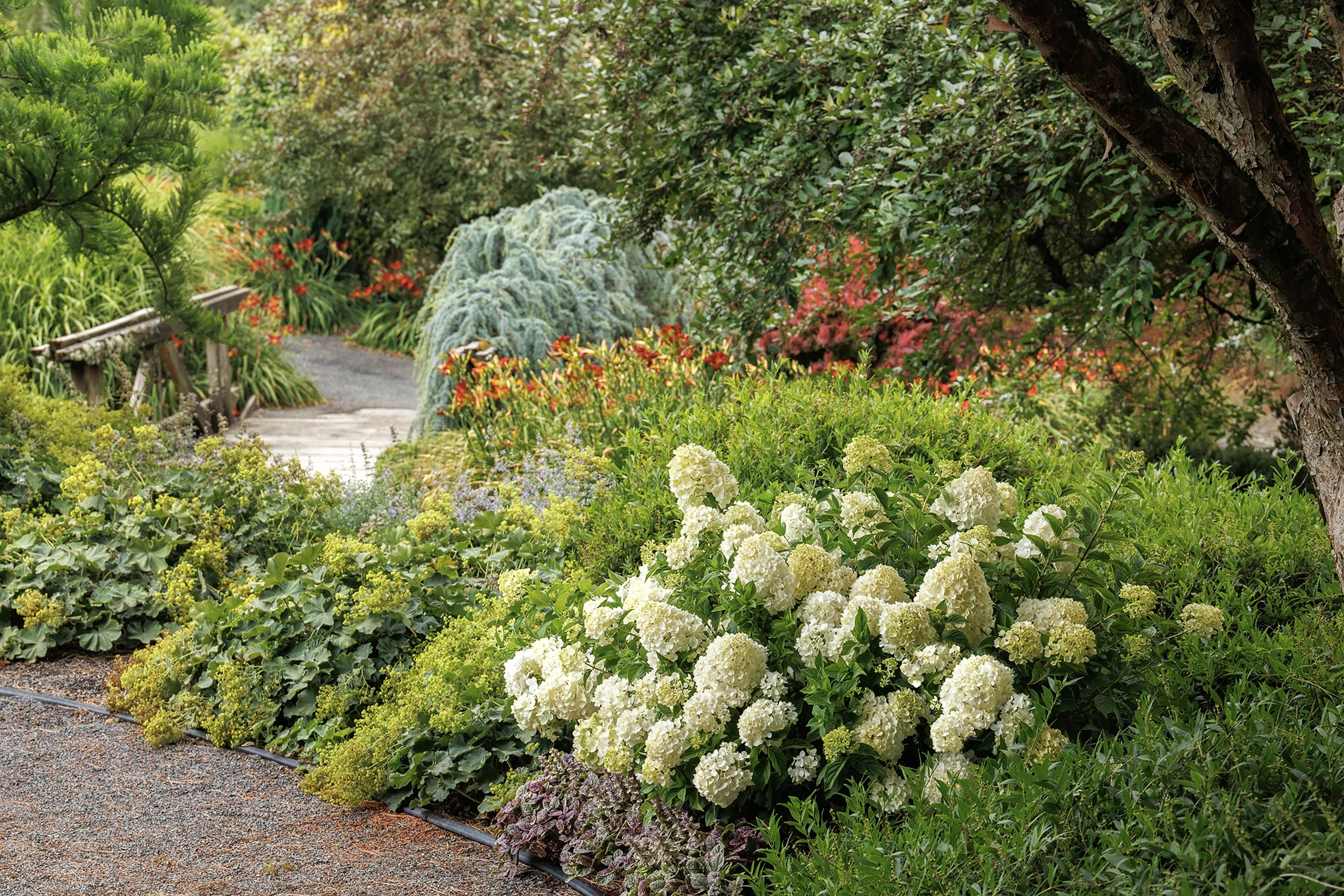 Strawberry Shake™ Hydrangea
