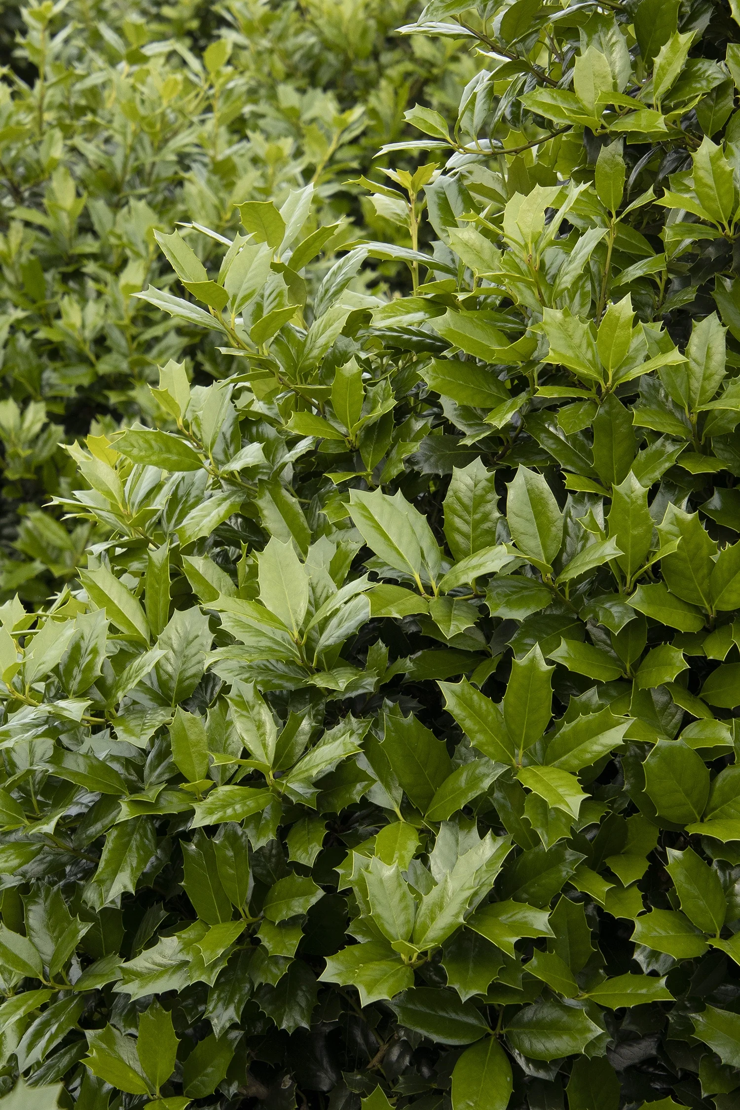 Robin™ Red Holly