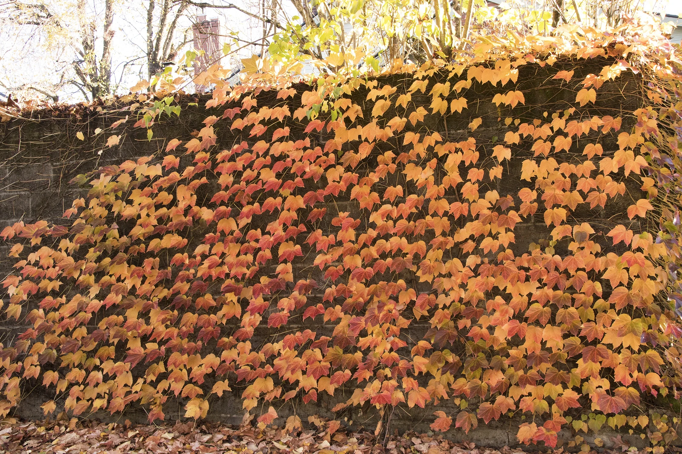 Green Showers Boston Ivy 8 Green Showers Boston Ivy