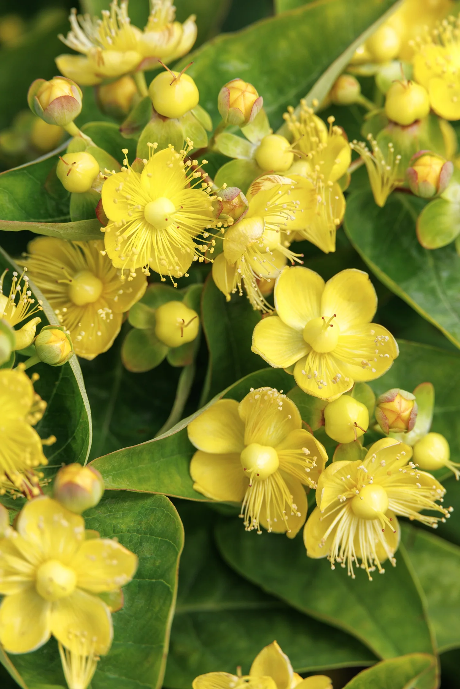 FloralBerry® Chardonnay St. John's Wort