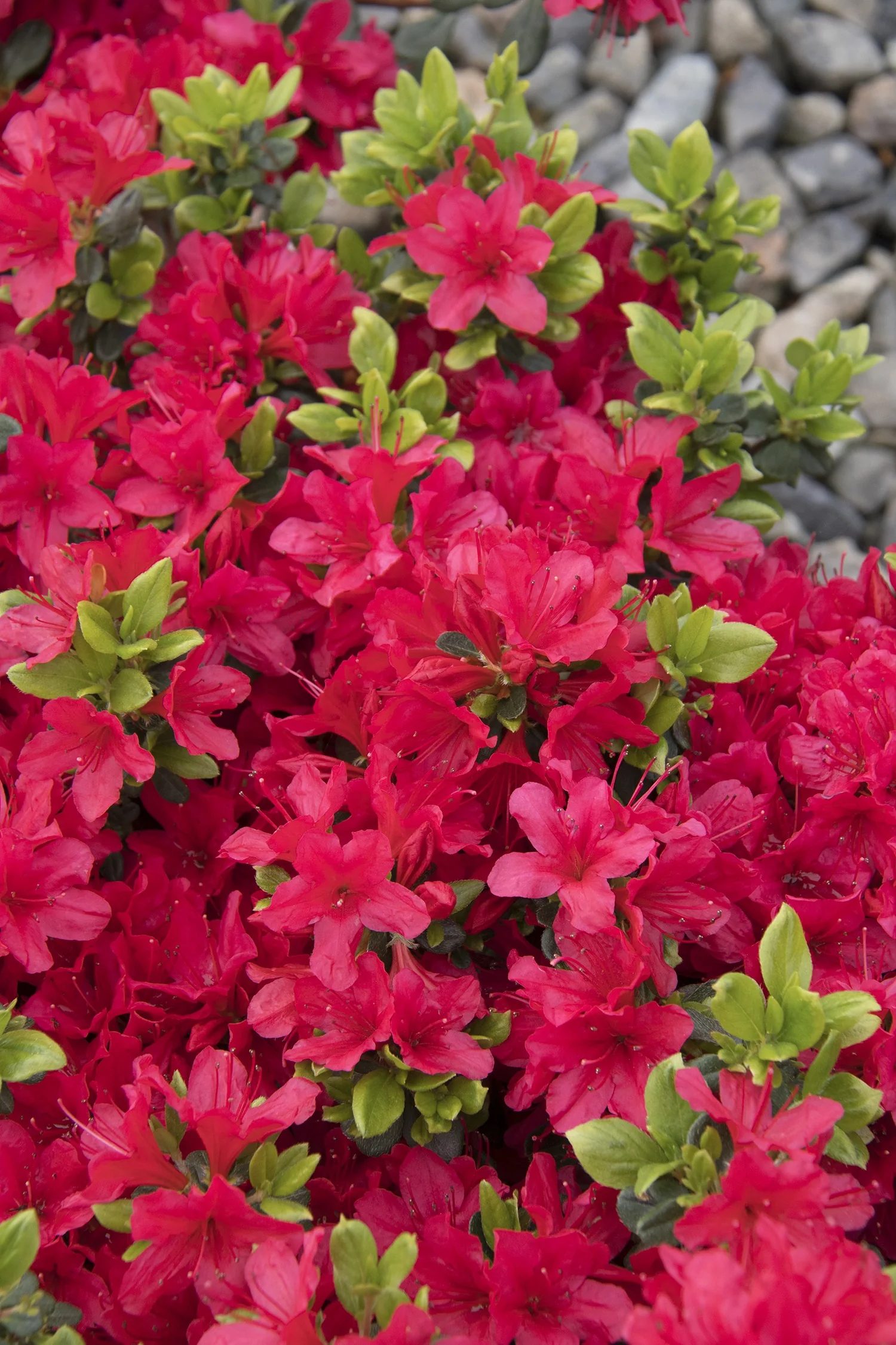 Girard's Crimson Evergreen Azalea