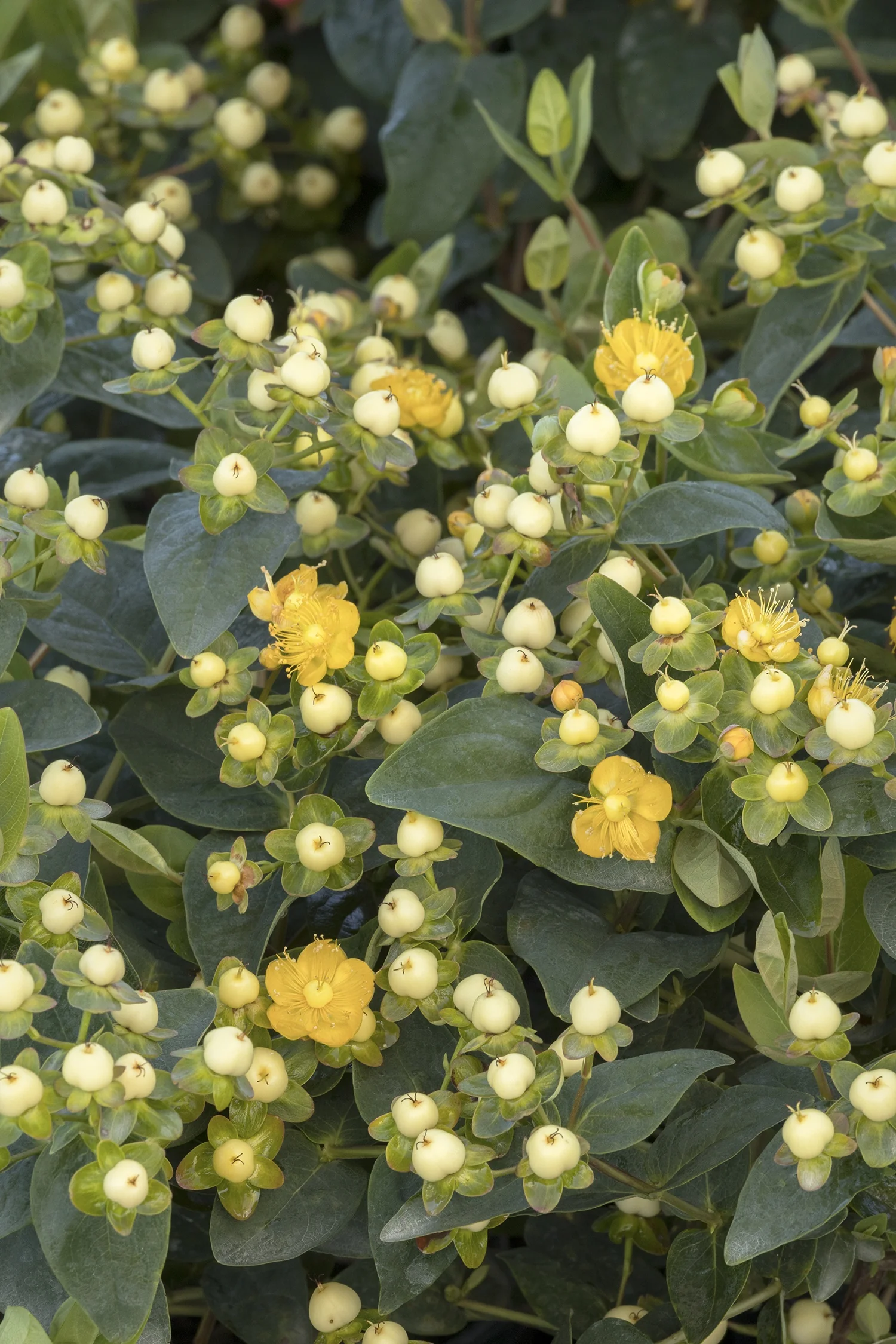 FloralBerry® Champagne St. John's Wort 17 FloralBerry® Champagne St. John's Wort