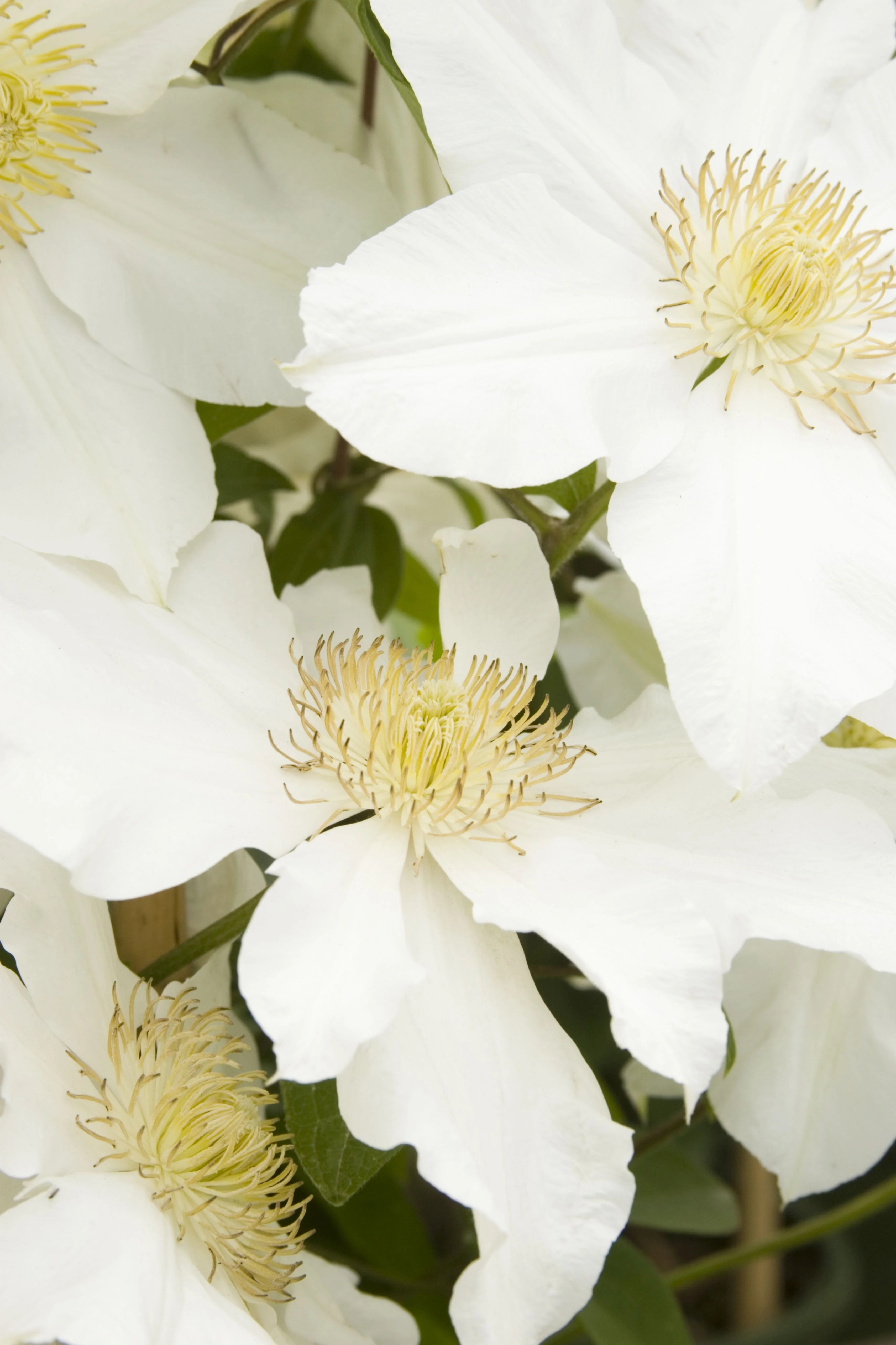 Toki Clematis