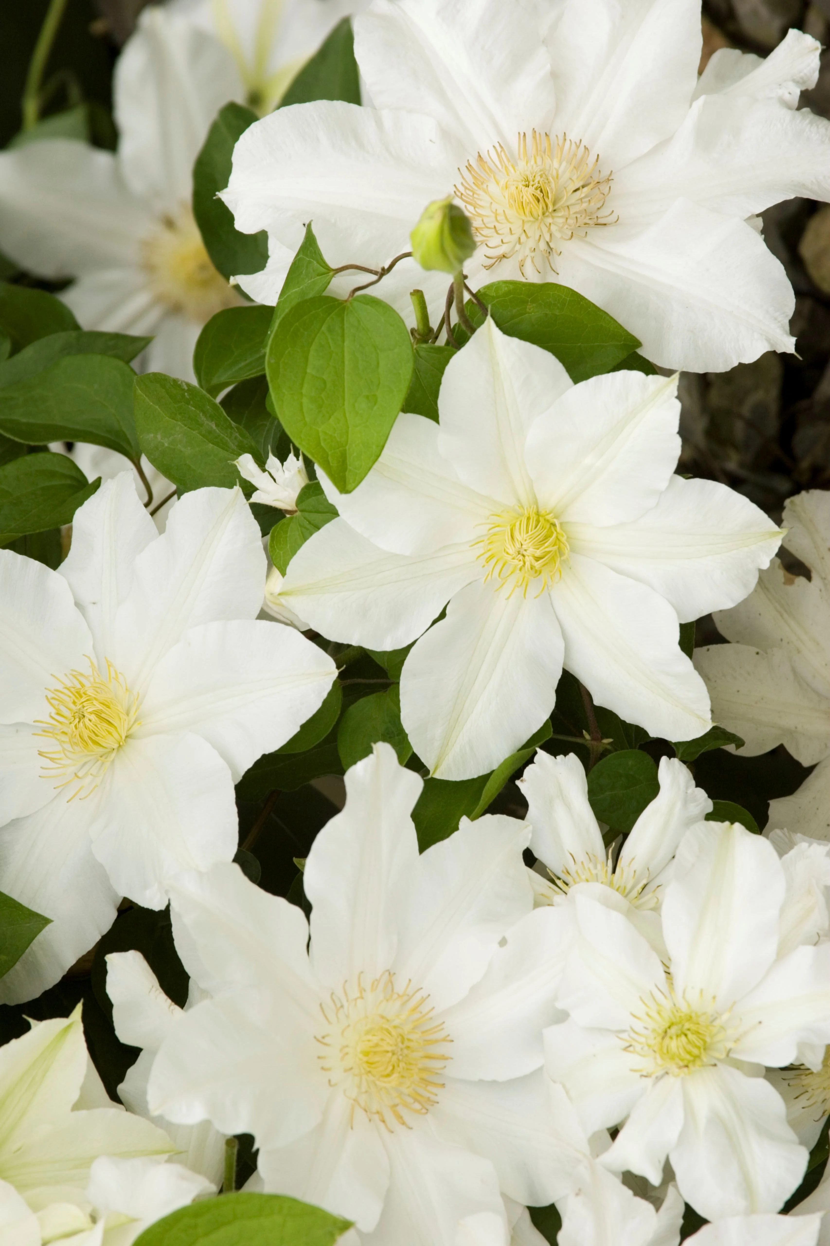 Toki Clematis