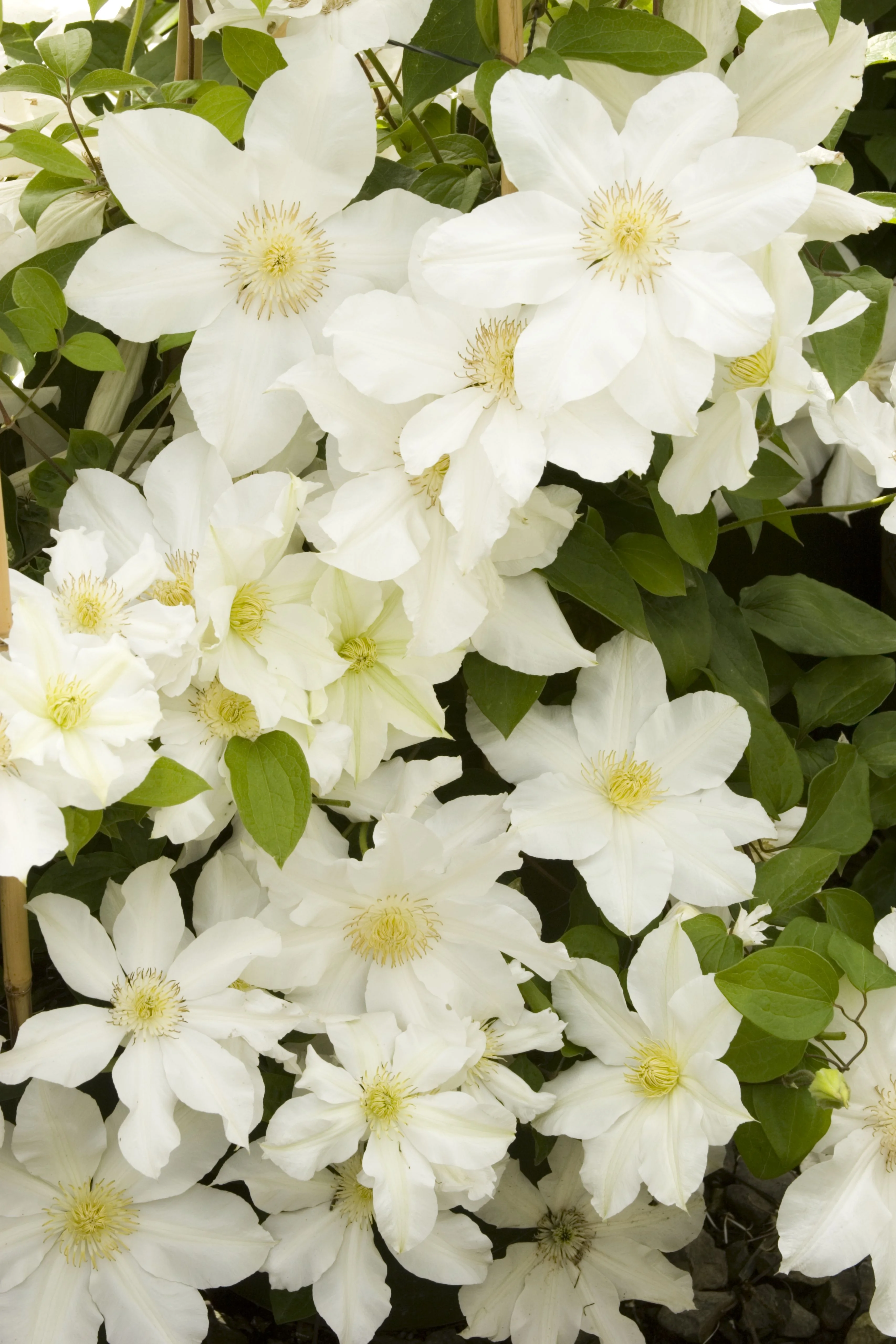 Toki Clematis 3 Toki Clematis