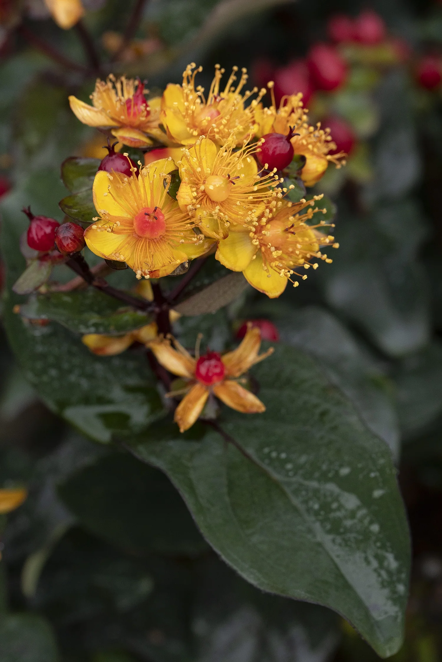 FloralBerry® Sangria St. John's Wort 1 FloralBerry® Sangria St. John's Wort