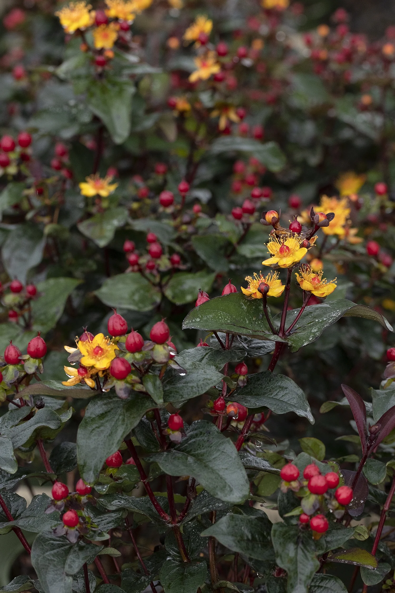 FloralBerry® Sangria St. John's Wort 2 FloralBerry® Sangria St. John's Wort