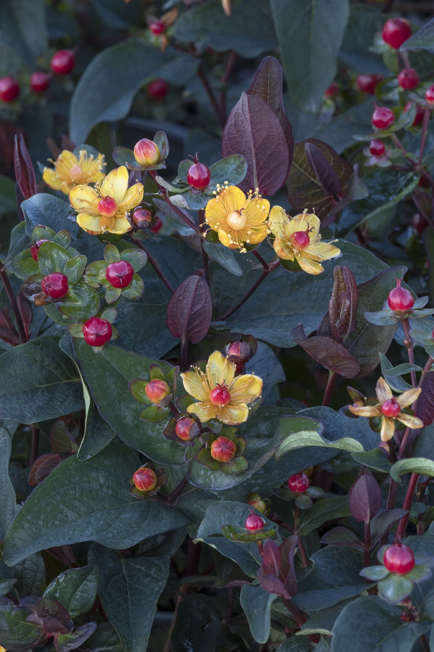 FloralBerry® Sangria St. John's Wort 3 FloralBerry® Sangria St. John's Wort
