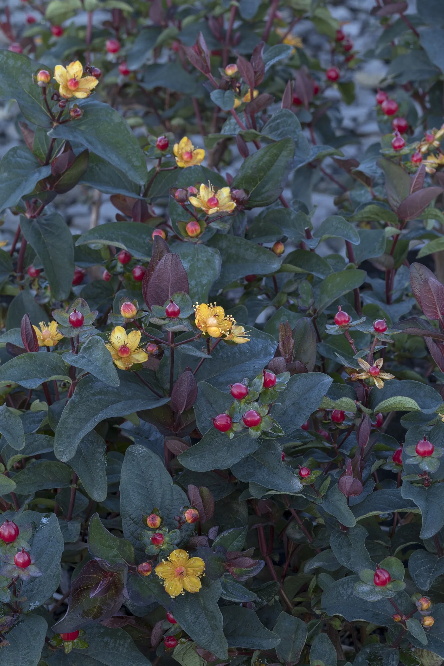 FloralBerry® Sangria St. John's Wort 4 FloralBerry® Sangria St. John's Wort