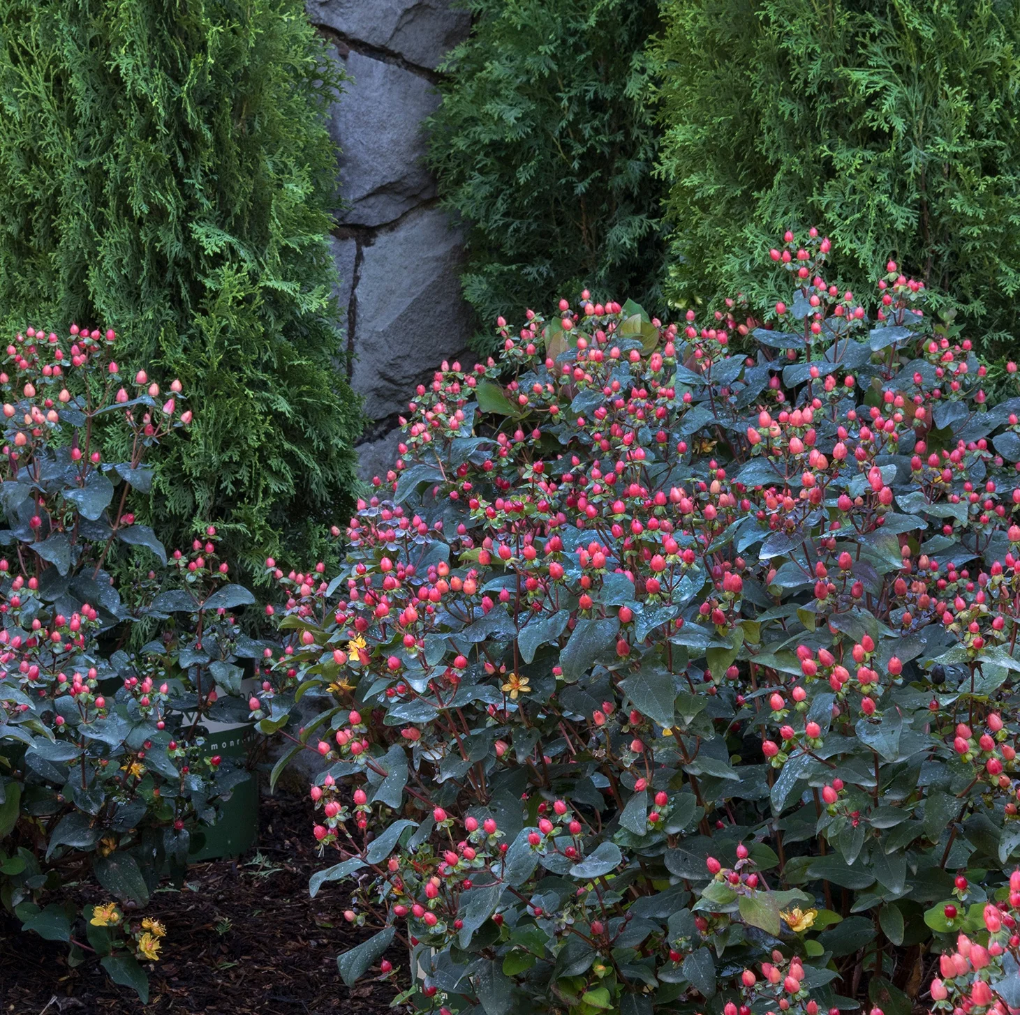 FloralBerry® Sangria St. John's Wort 6 FloralBerry® Sangria St. John's Wort