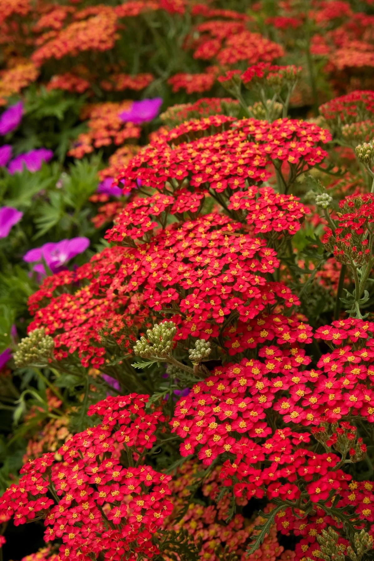 Paprika Common Yarrow 1 Paprika Common Yarrow