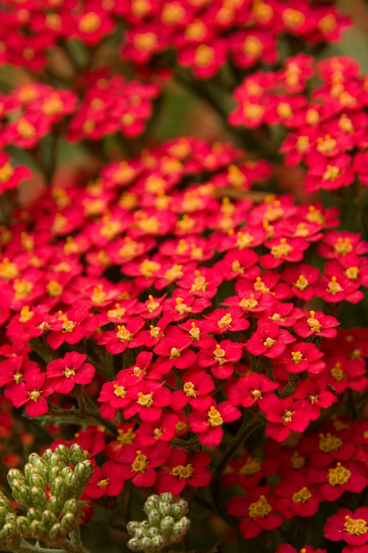 Paprika Common Yarrow 2 Paprika Common Yarrow