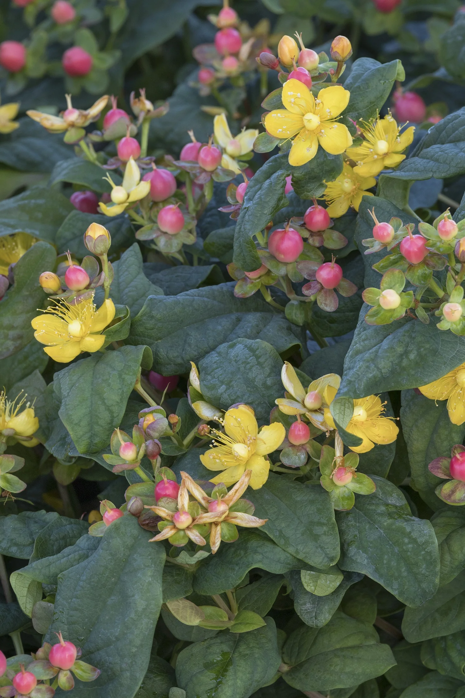 FloralBerry® Rosé St. John's Wort 5 FloralBerry® Rosé St. John's Wort