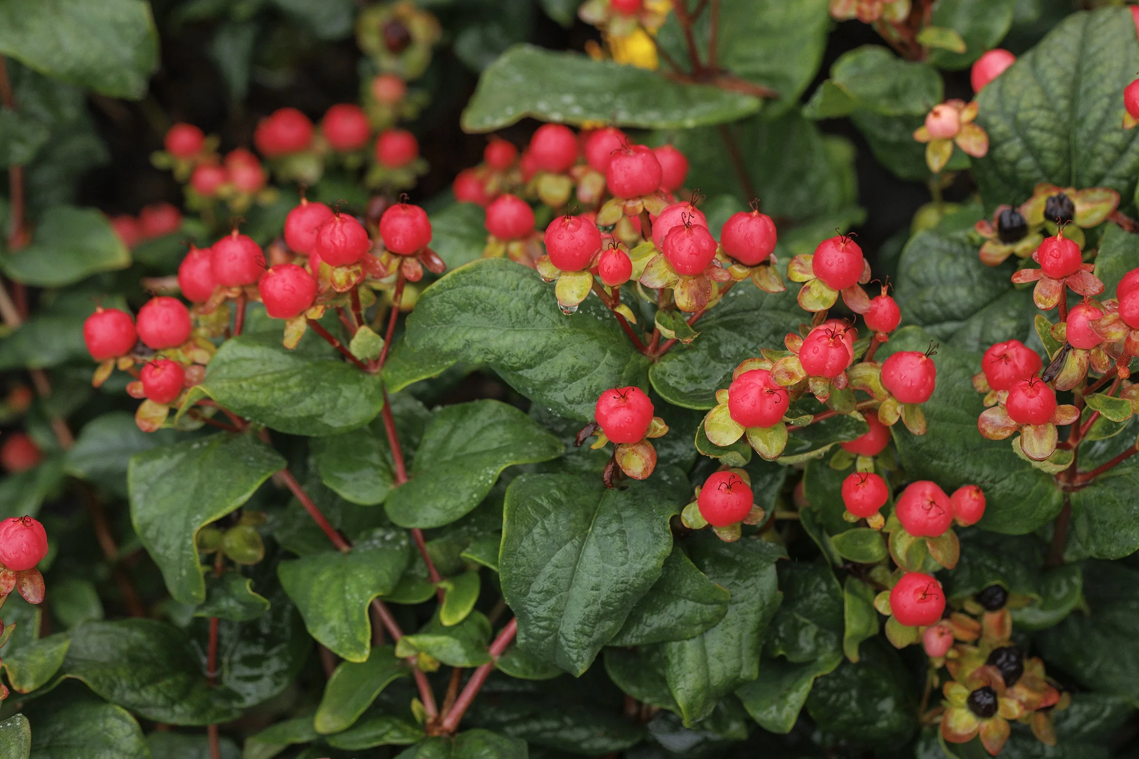 FloralBerry® Rosé St. John's Wort 2 FloralBerry® Rosé St. John's Wort