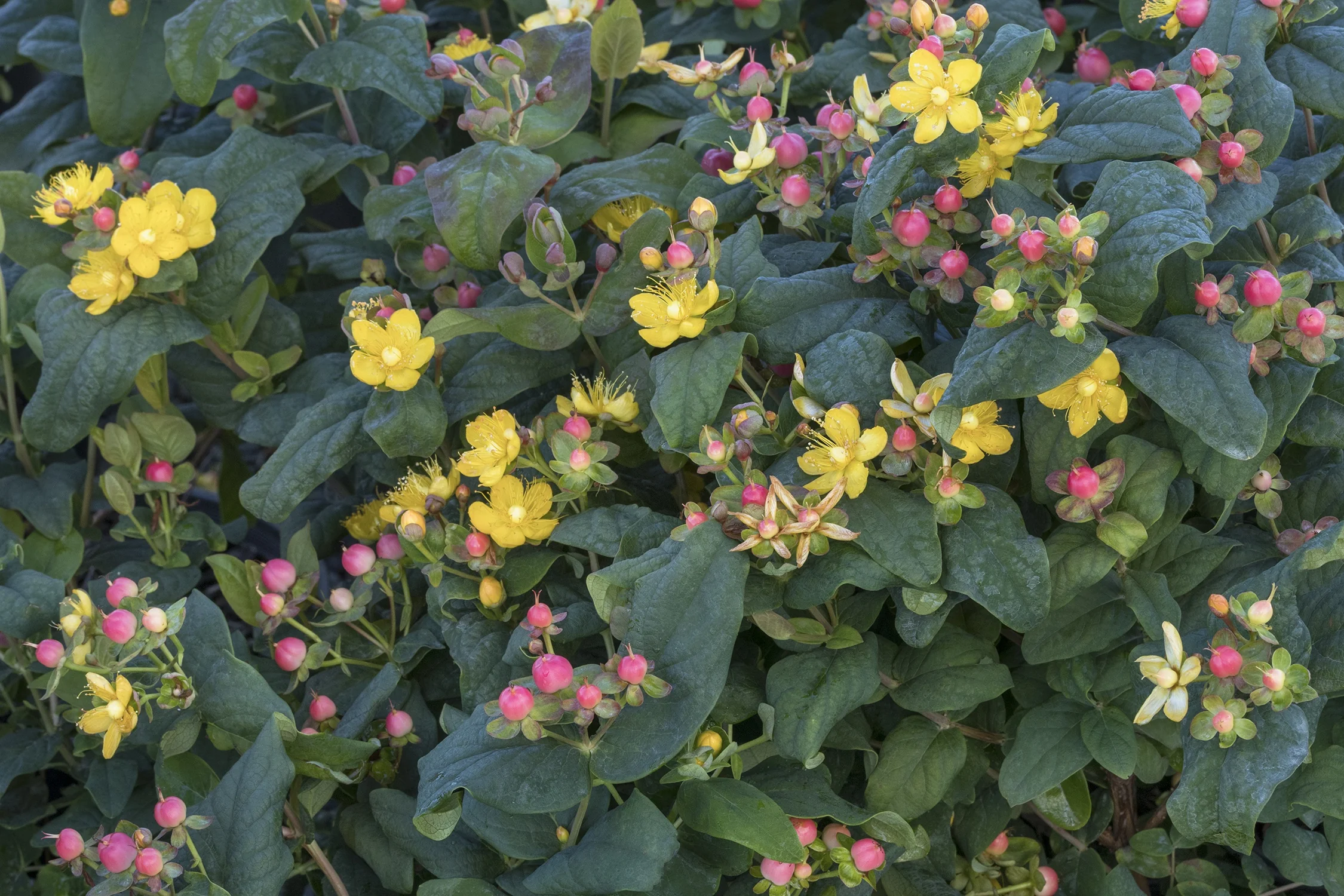 FloralBerry® Rosé St. John's Wort 3 FloralBerry® Rosé St. John's Wort