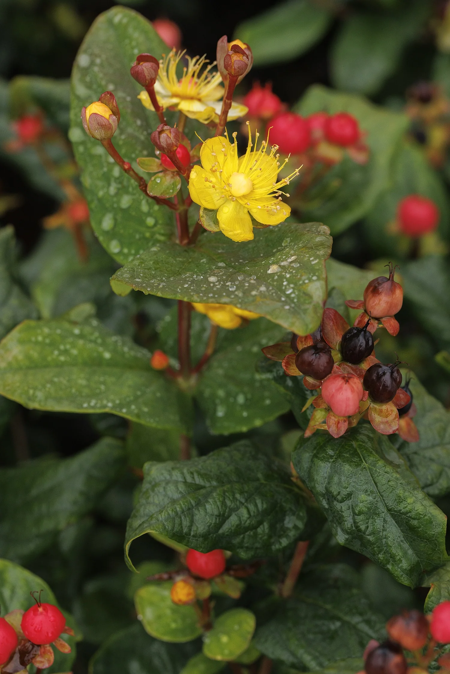 FloralBerry® Rosé St. John's Wort 4 FloralBerry® Rosé St. John's Wort
