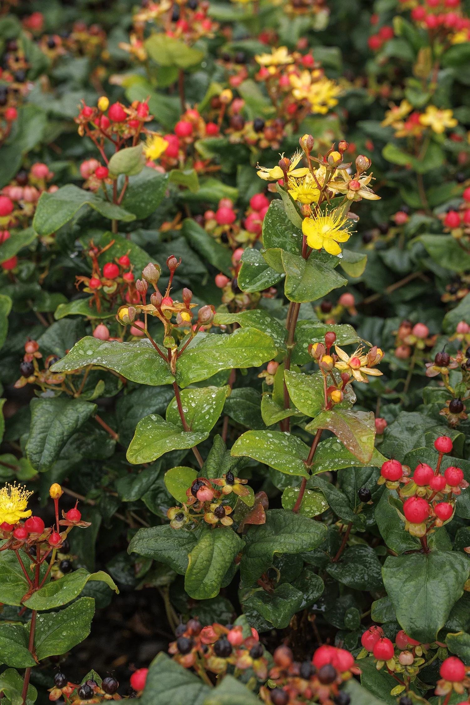 FloralBerry® Rosé St. John's Wort 6 FloralBerry® Rosé St. John's Wort