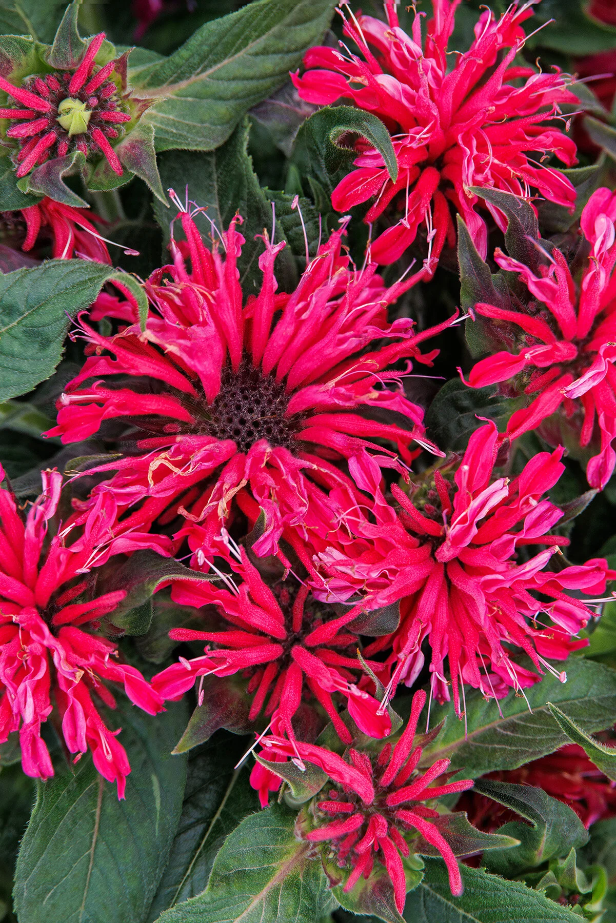 Balmy™ Rose Bee Balm