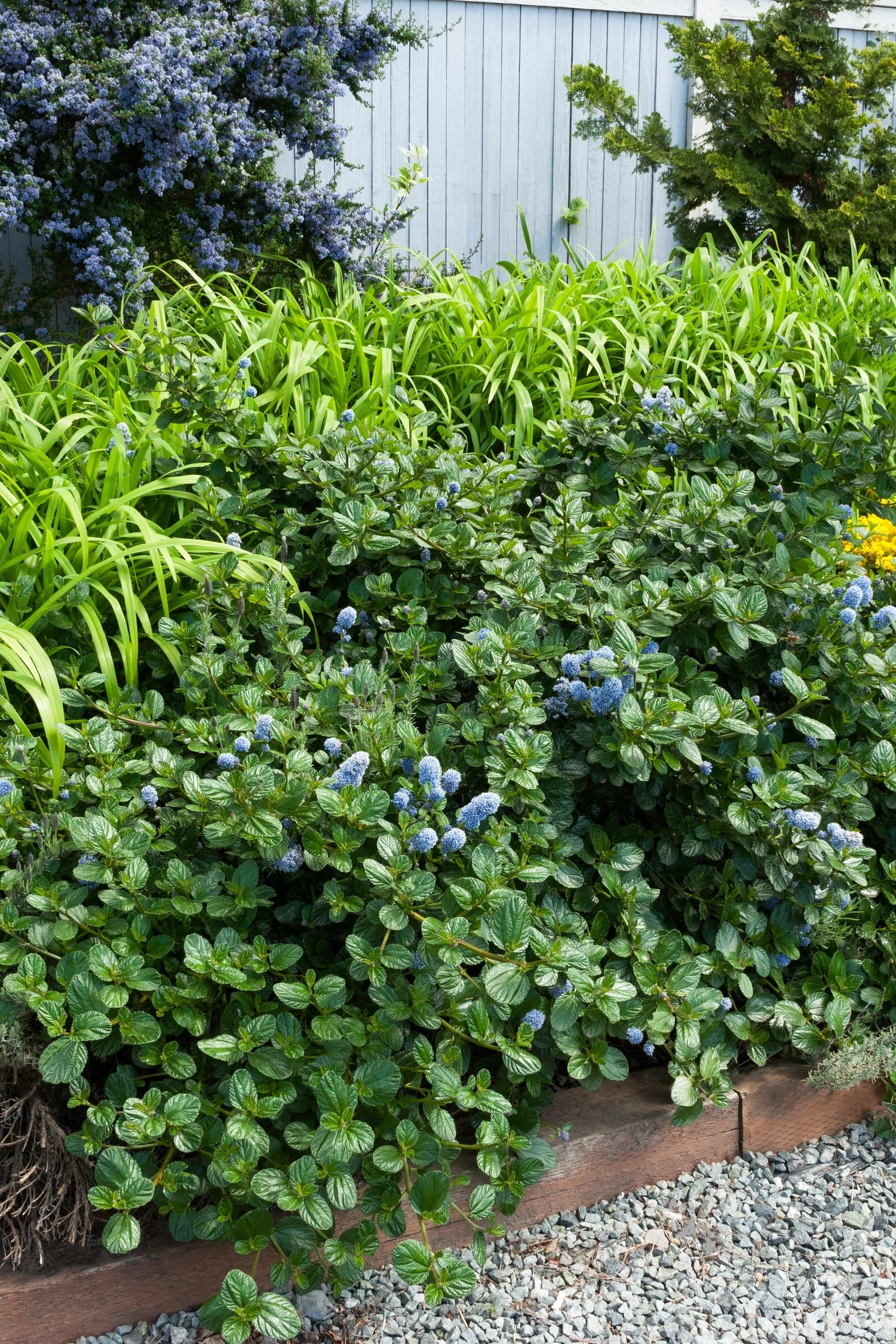 Yankee Point California Lilac 3 Yankee Point California Lilac