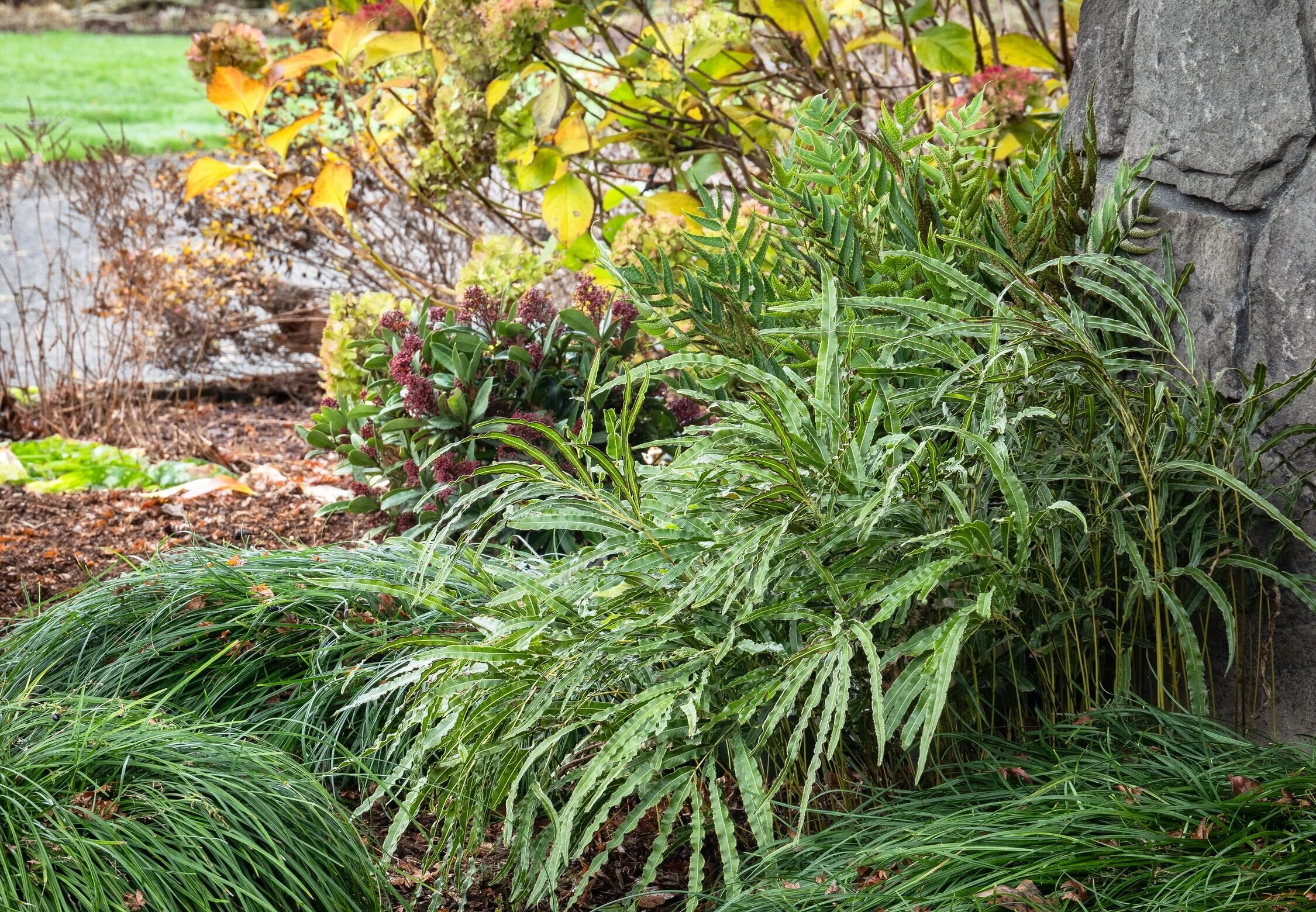 Jurassic™ Velociraptor Ribbon Fern