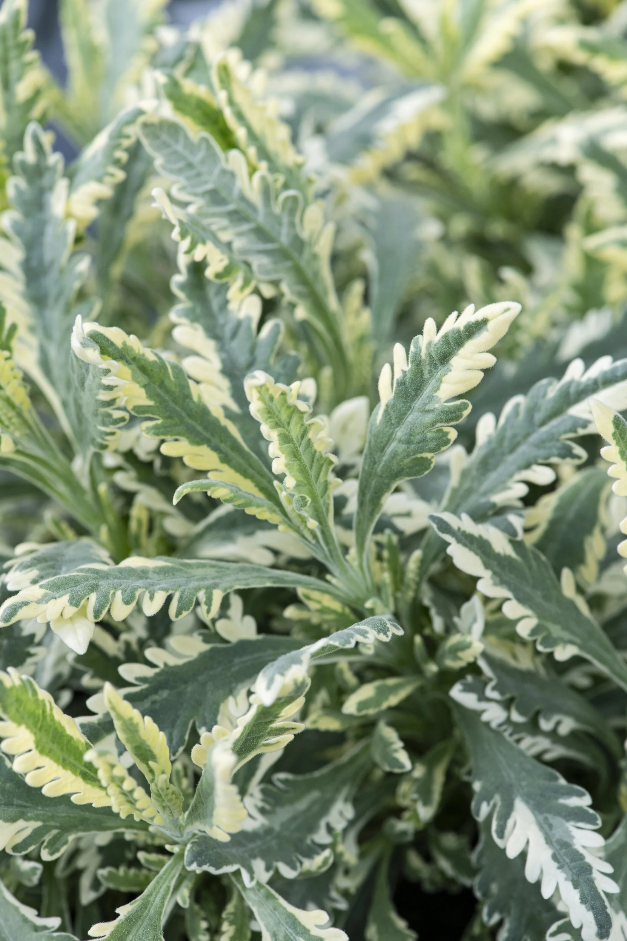 Variegated Allard's Lavender 2 Variegated Allard's Lavender