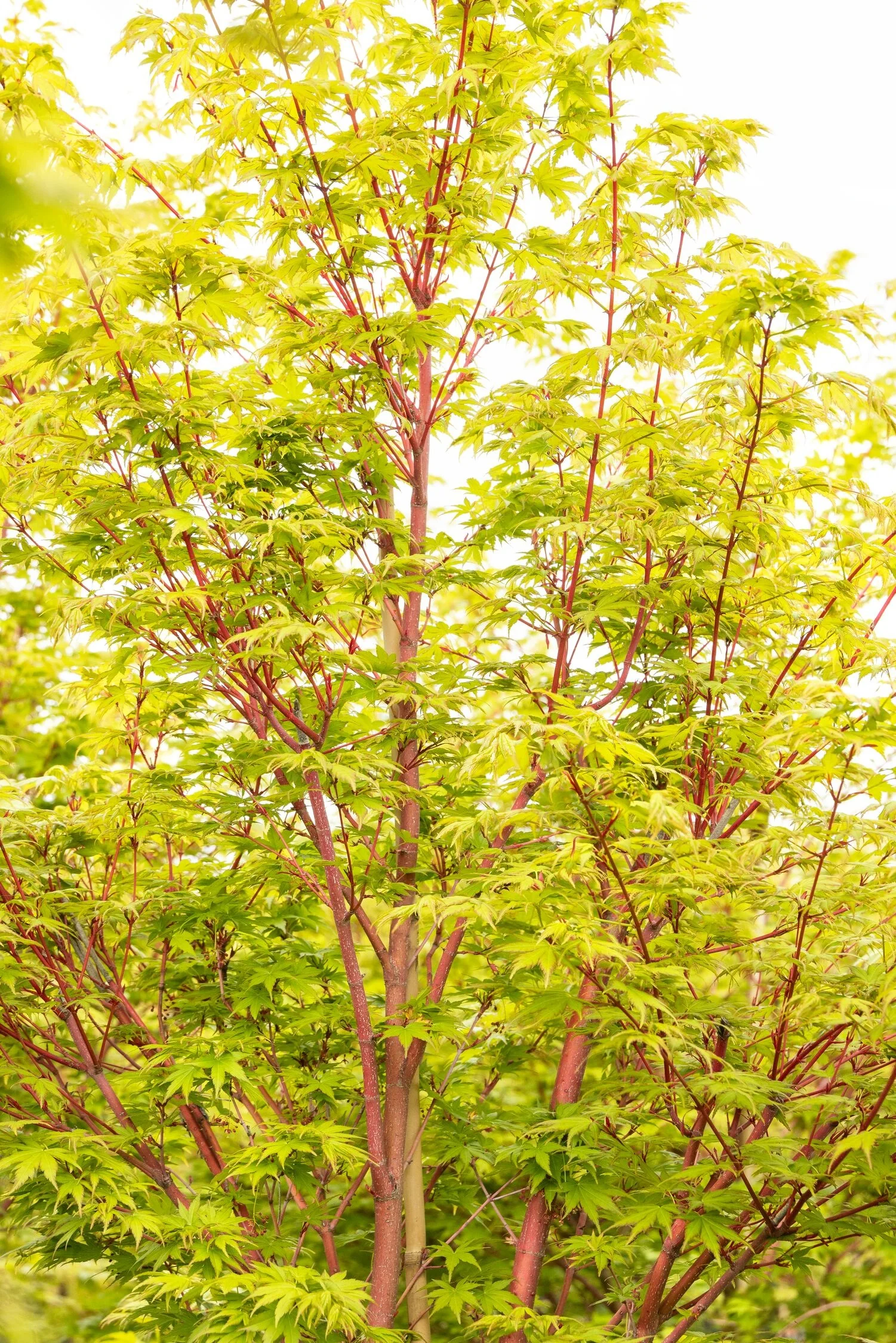 Coral Bark Japanese Maple 10 Coral Bark Japanese Maple