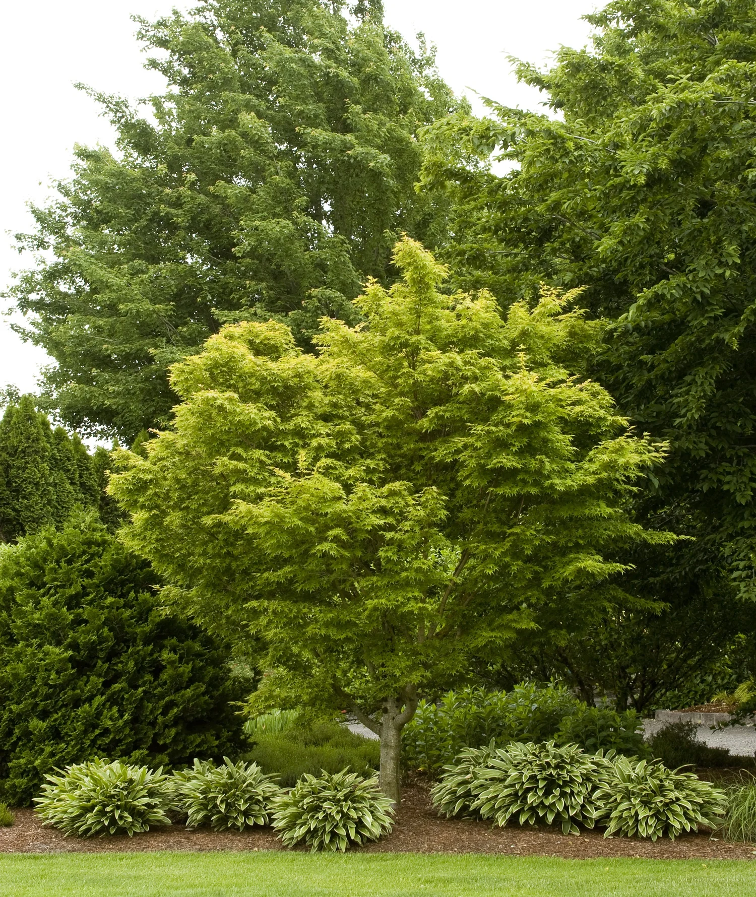 Coral Bark Japanese Maple 2 Coral Bark Japanese Maple