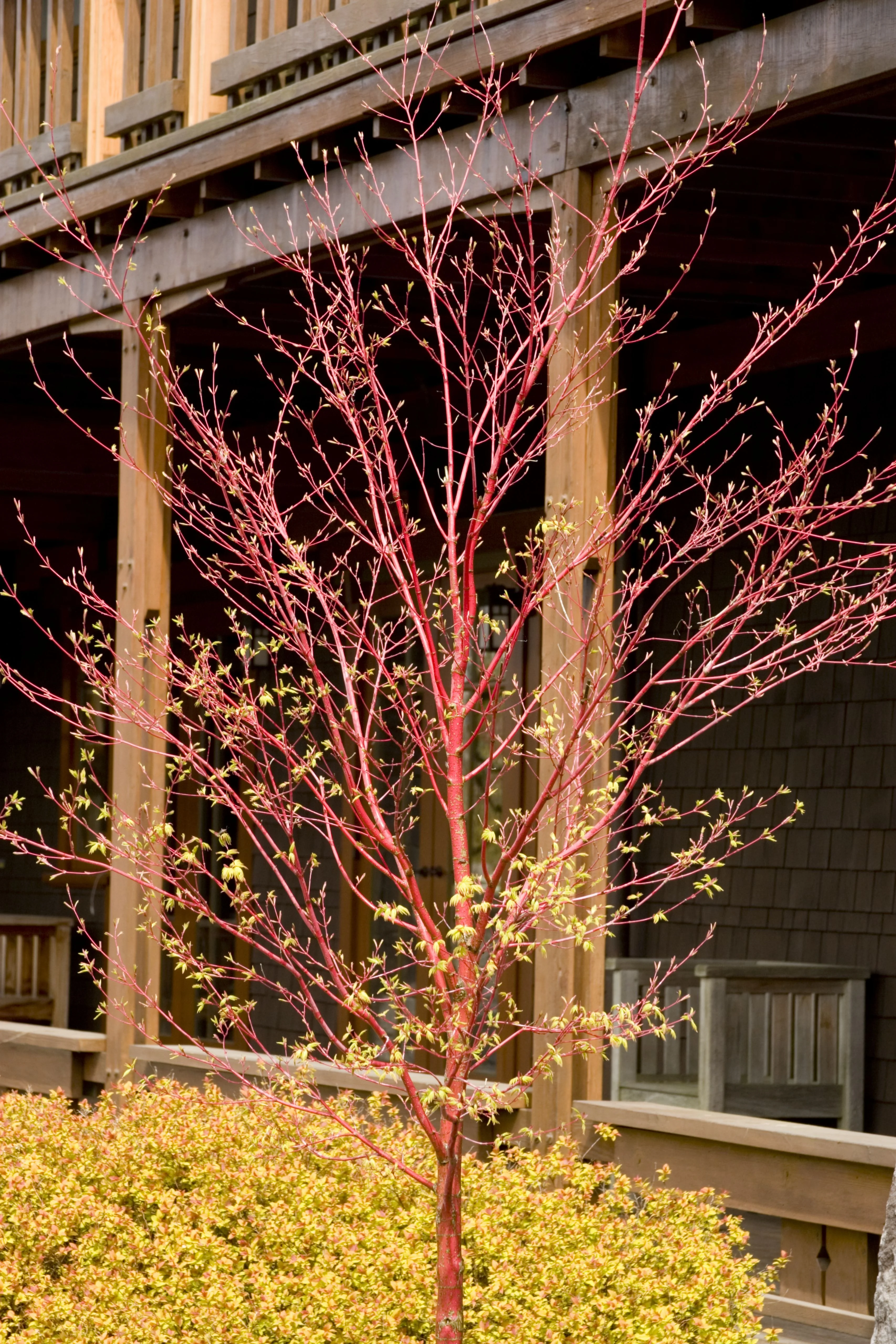 Coral Bark Japanese Maple 4 Coral Bark Japanese Maple