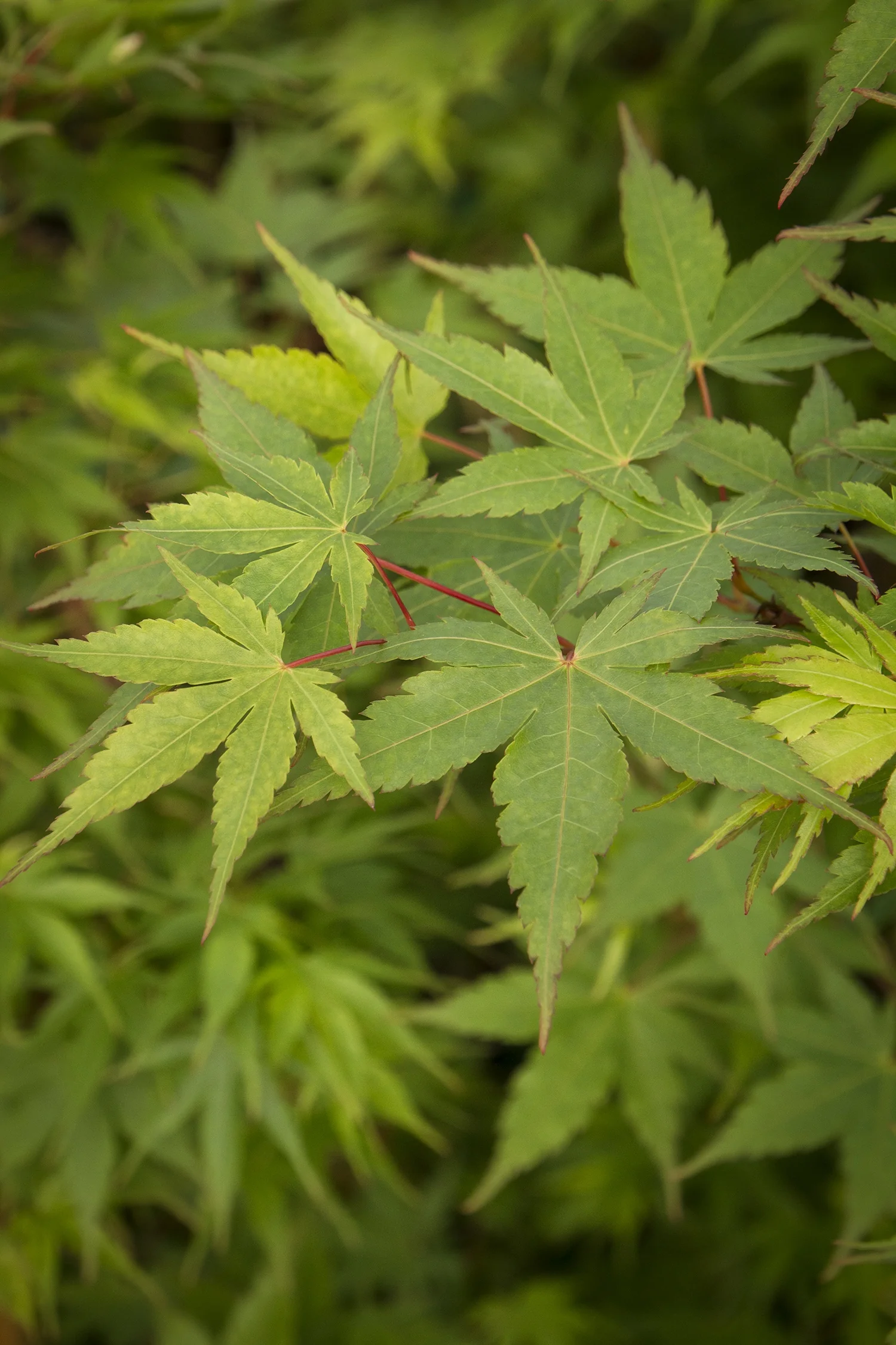 Coral Bark Japanese Maple 6 Coral Bark Japanese Maple