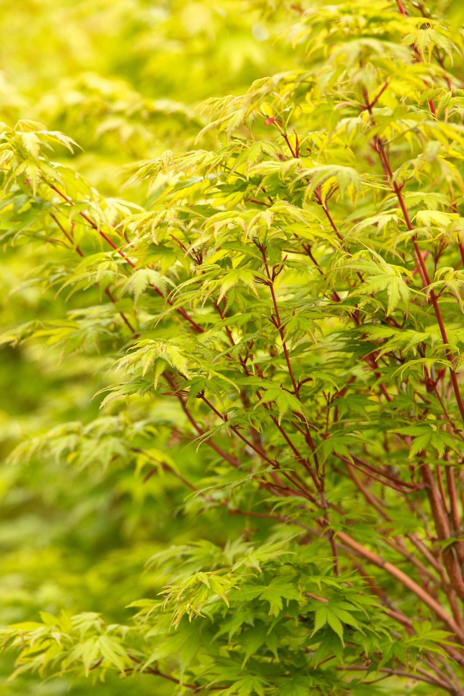 Coral Bark Japanese Maple 9 Coral Bark Japanese Maple