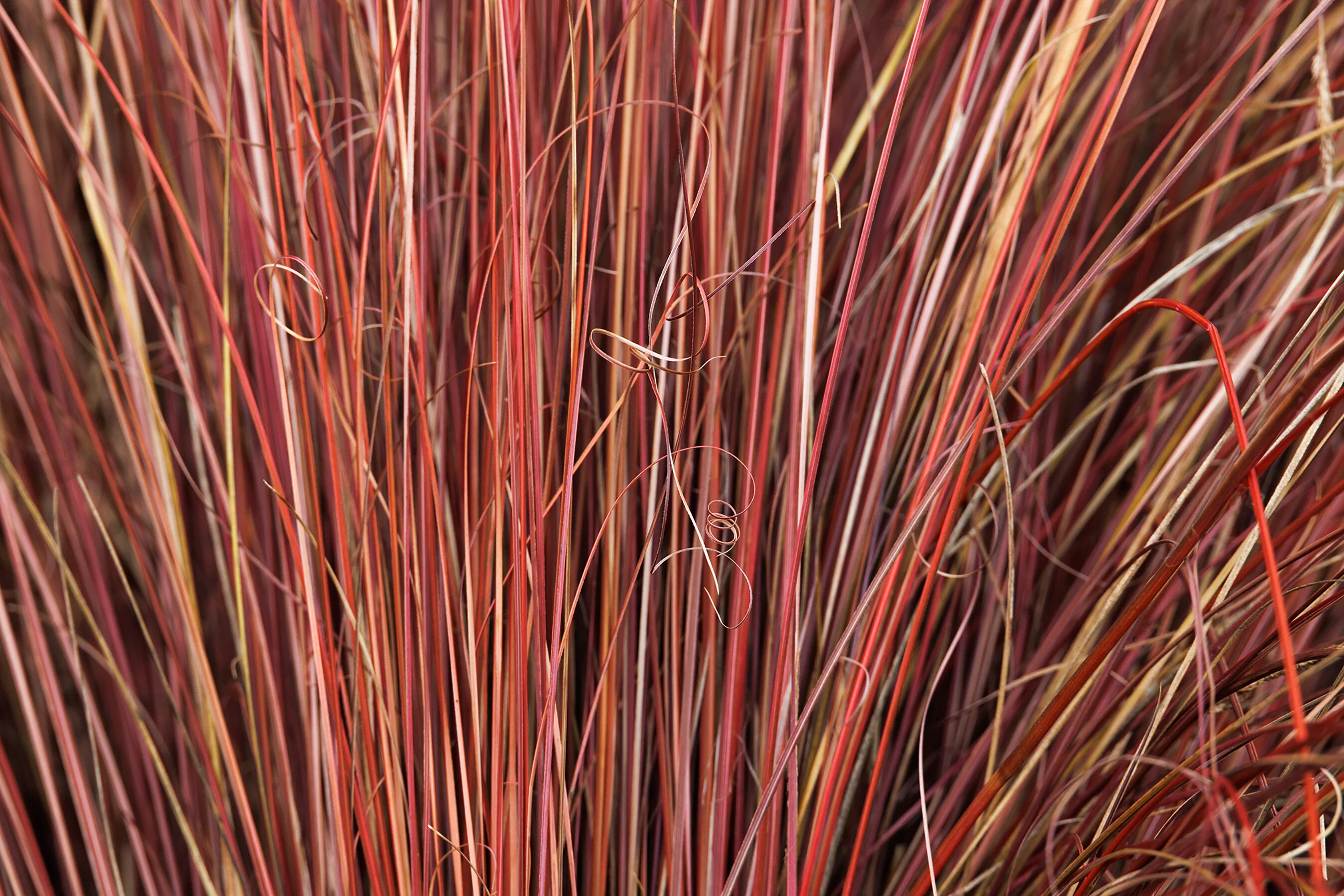 Fox Red Curly Sedge