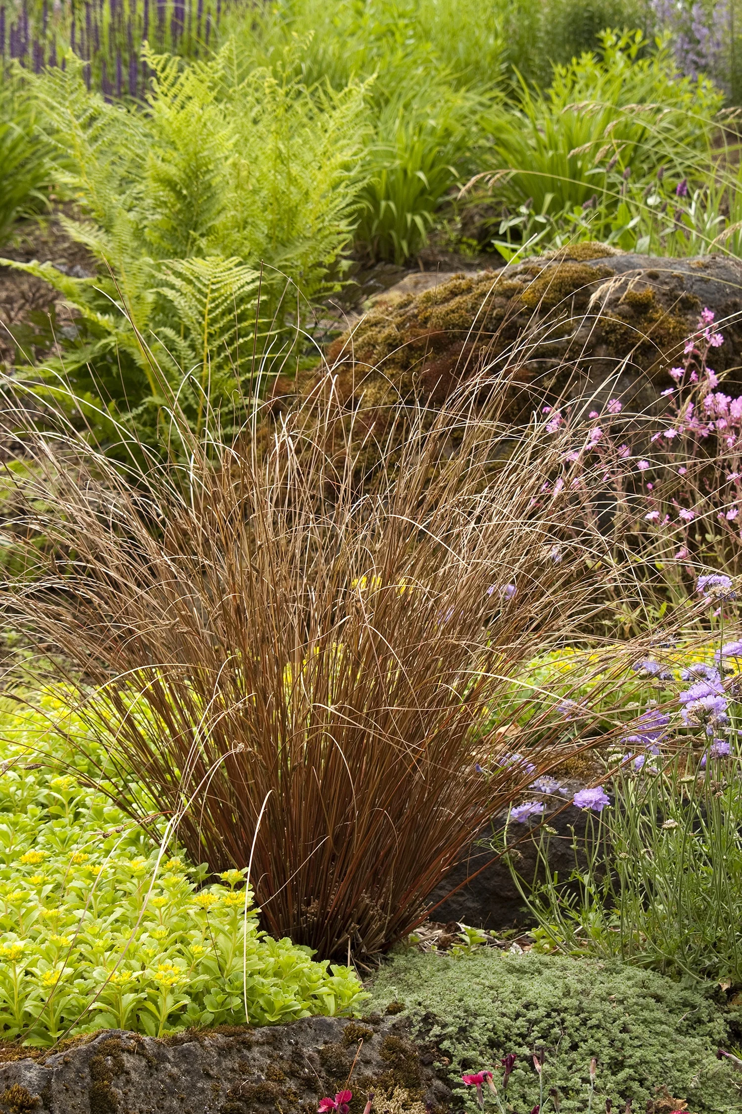 Fox Red Curly Sedge