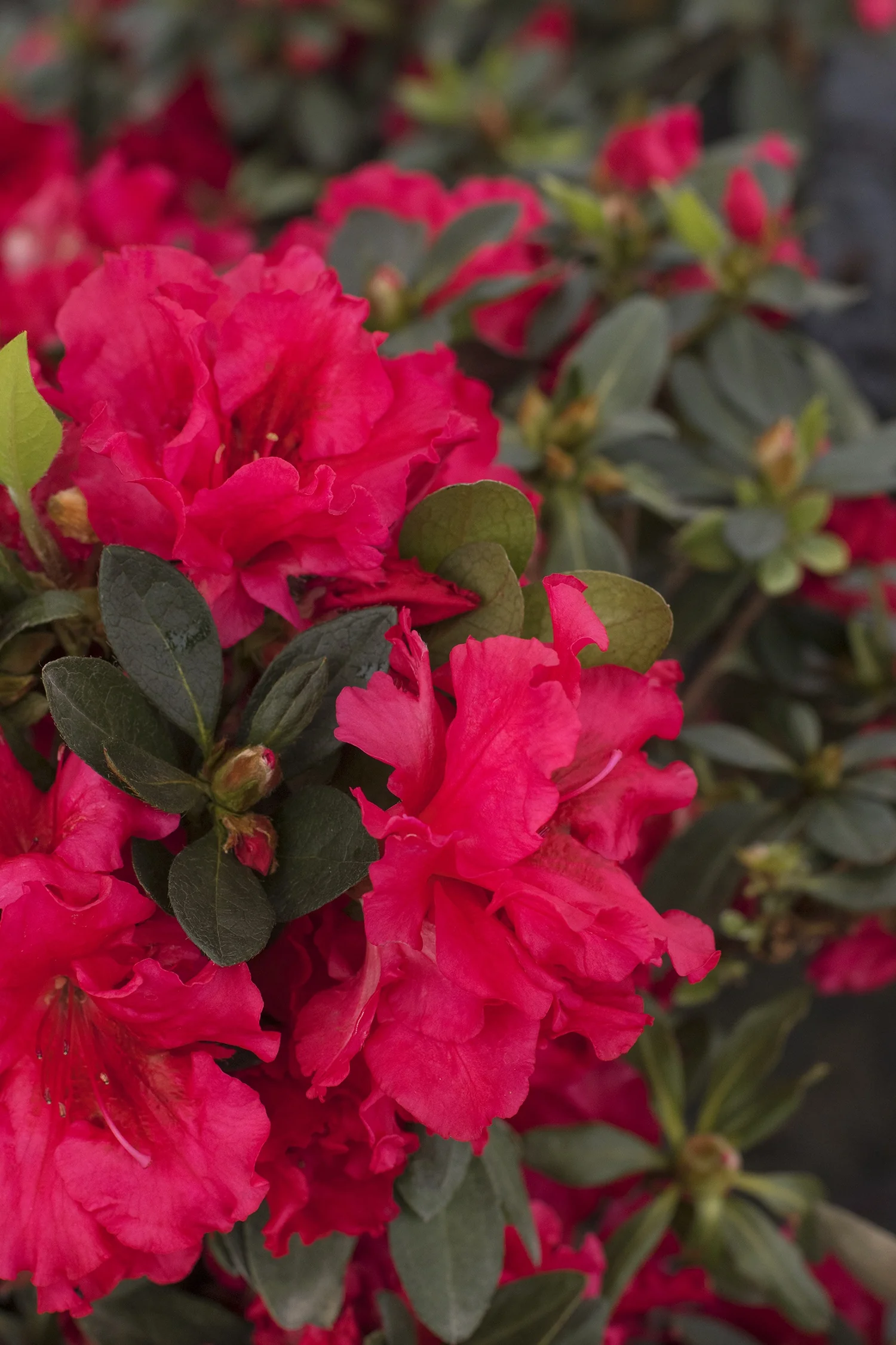 Red Ruffles Azalea