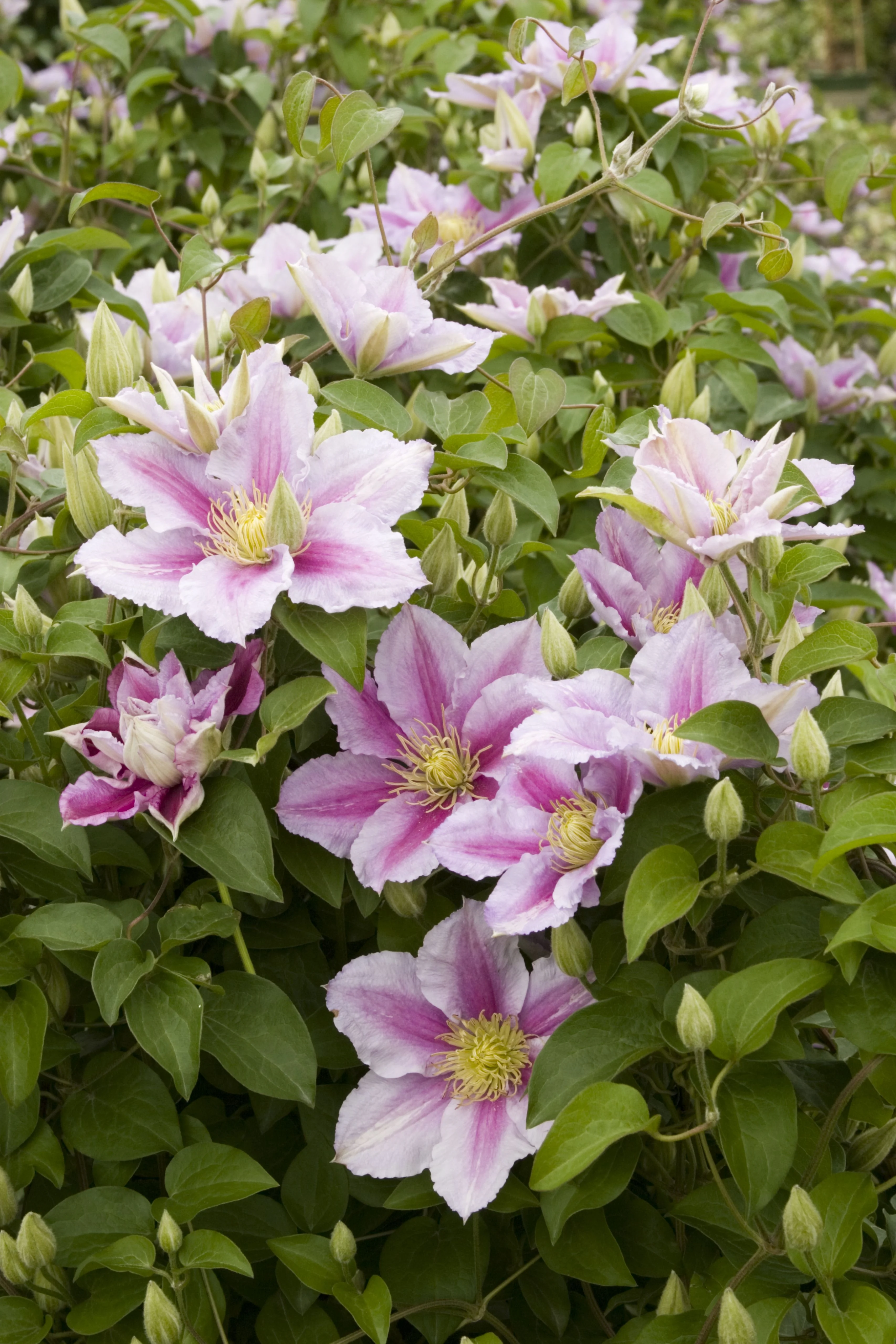 Piilu® Clematis 6 Piilu® Clematis