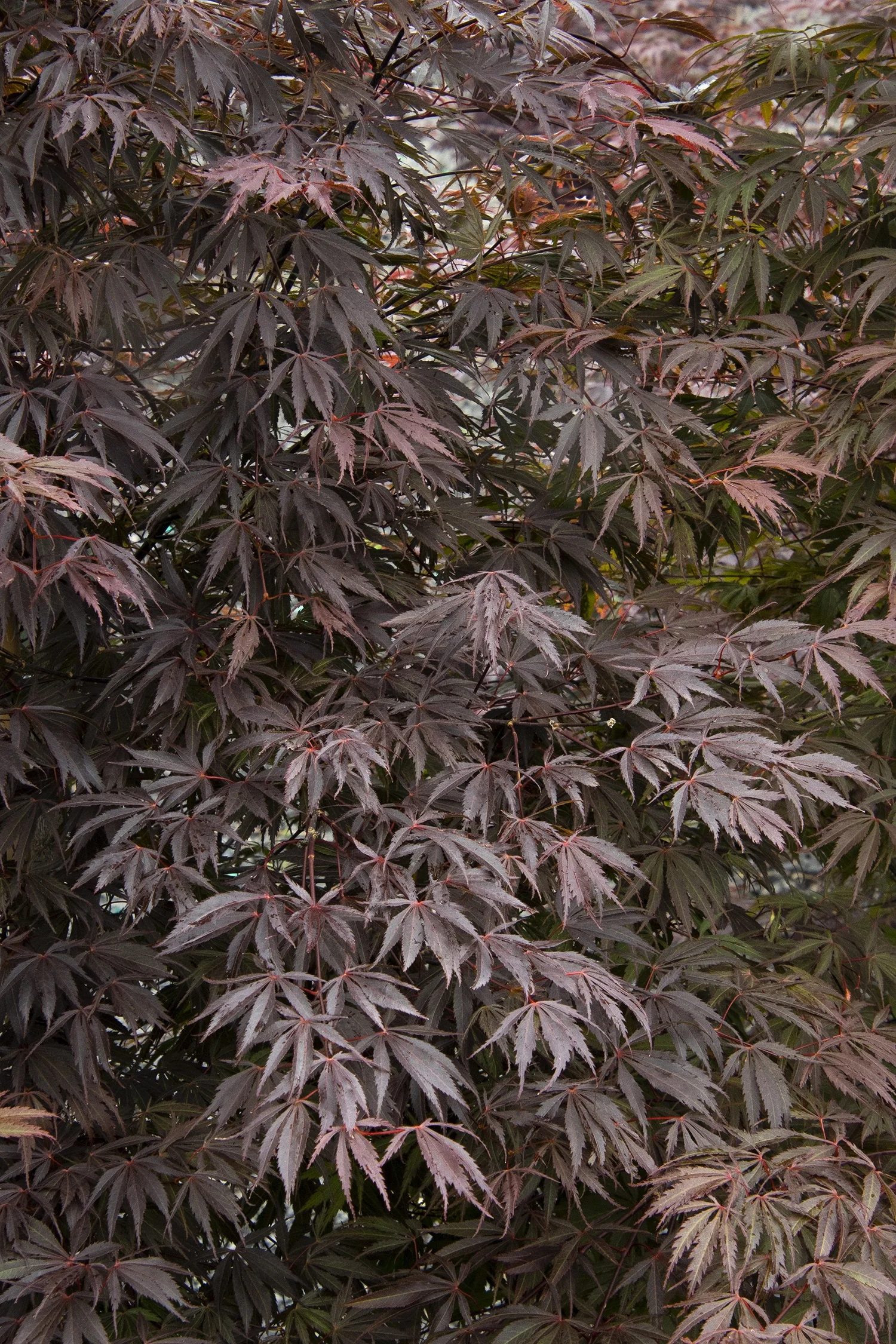 Burgundy Lace Japanese Maple 1 Burgundy Lace Japanese Maple