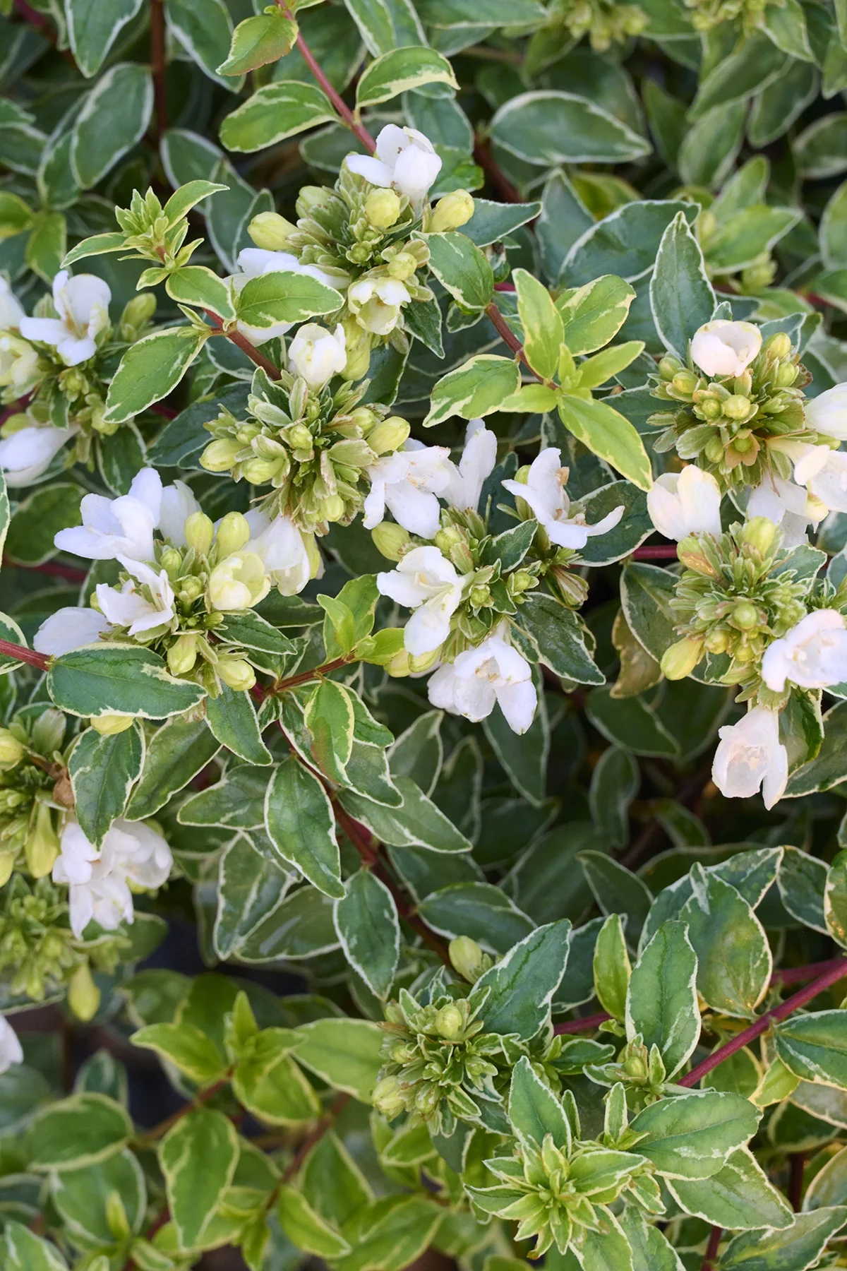 Lucky Lots Abelia