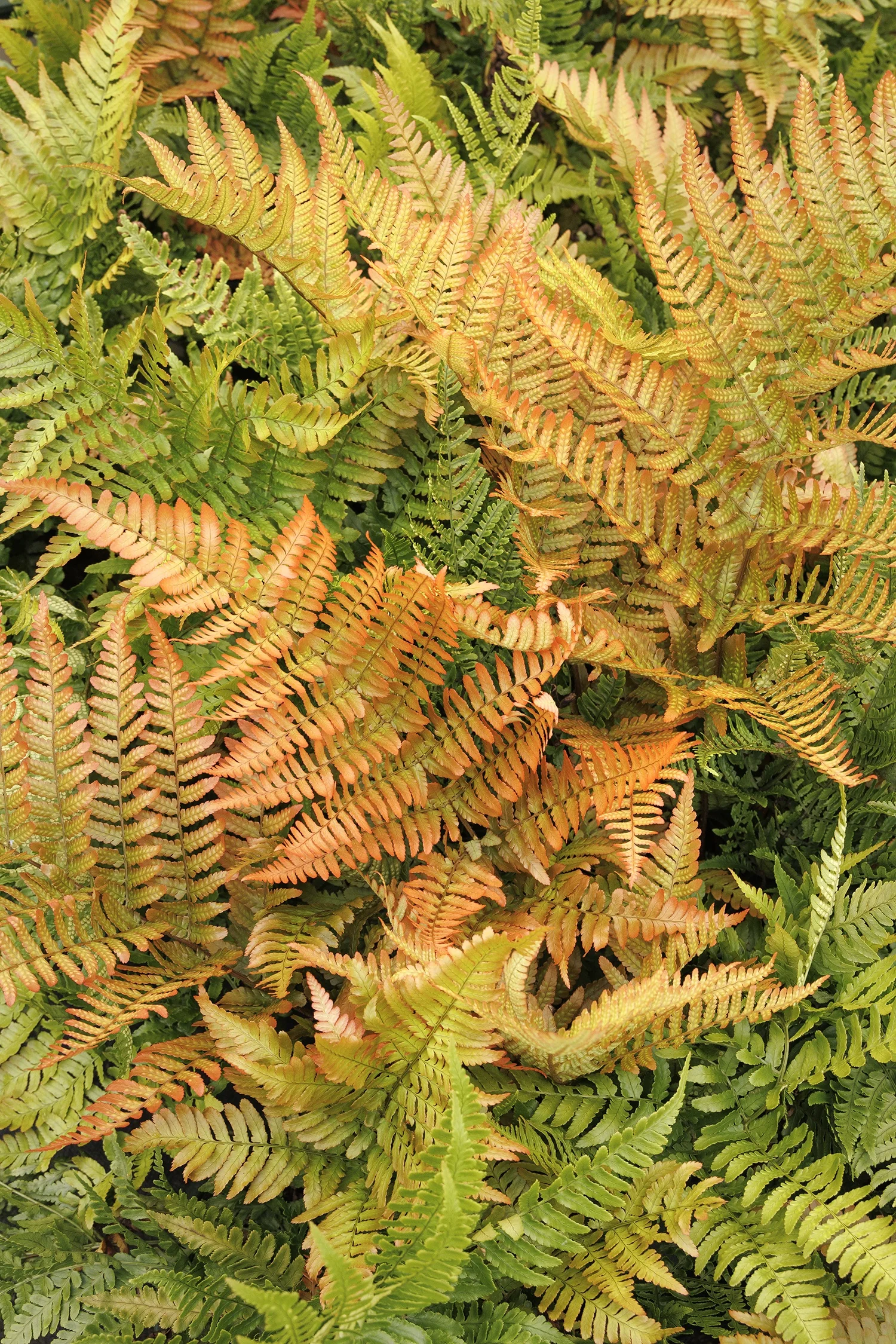 Brilliance Autumn Fern