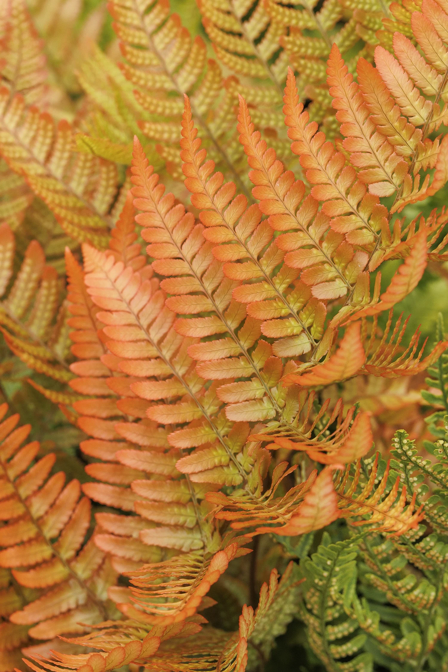 Brilliance Autumn Fern 3 Brilliance Autumn Fern